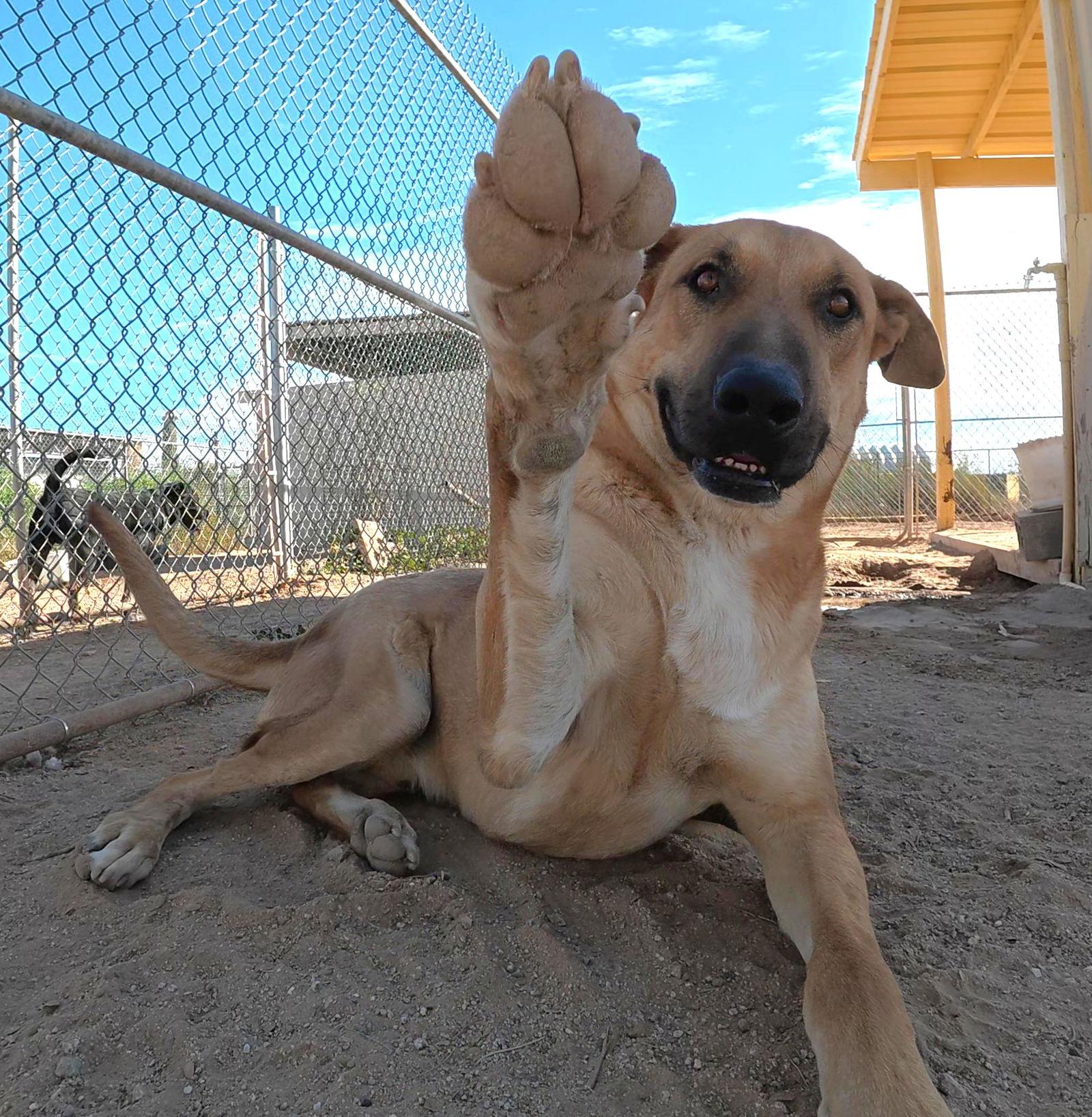 Enlarge Freddy, a Adoptable Shepherd in Queen Creek, AZ image 3/3