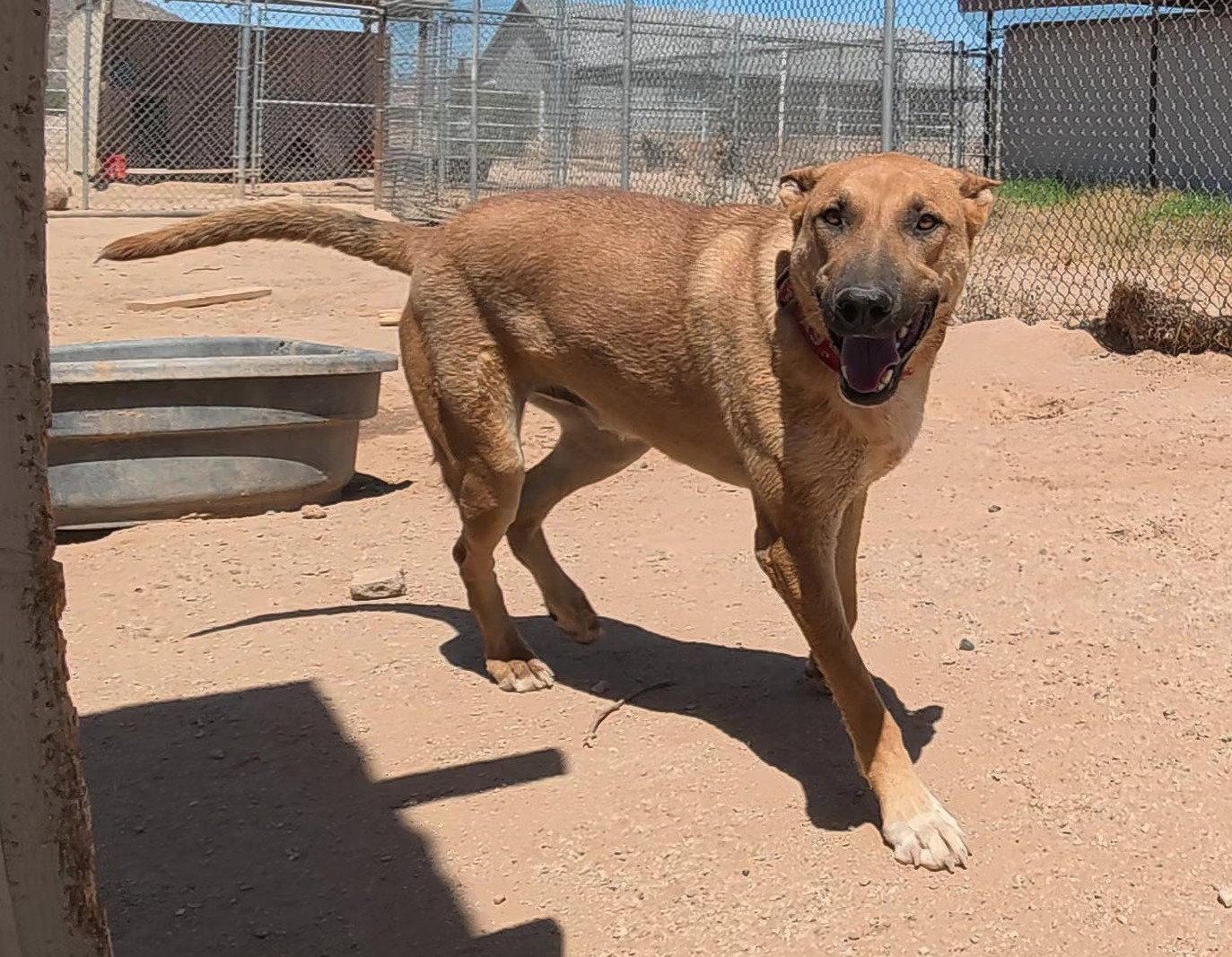 Freddy, a Adoptable Great Dane in Queen Creek, AZ image 3/3