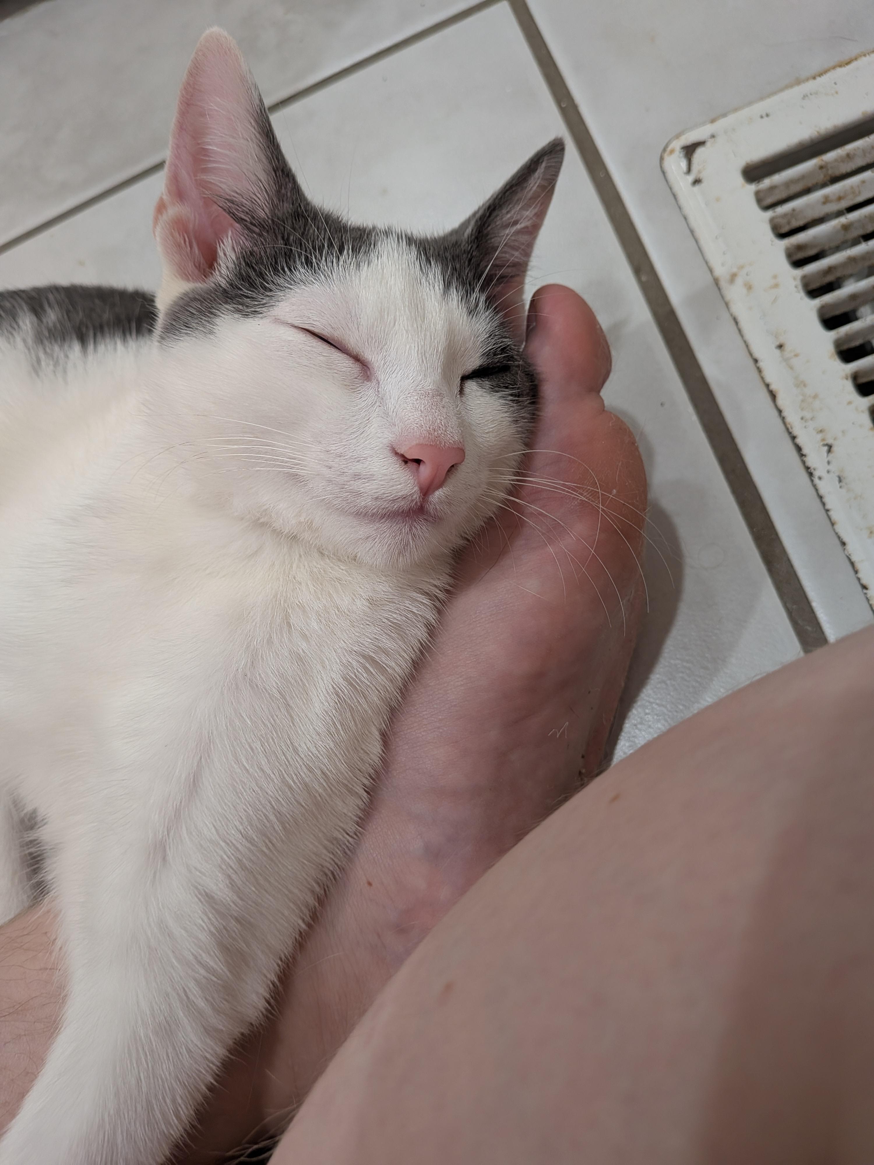 Nelson, an adopted Domestic Short Hair in Medford, MA image 2/5