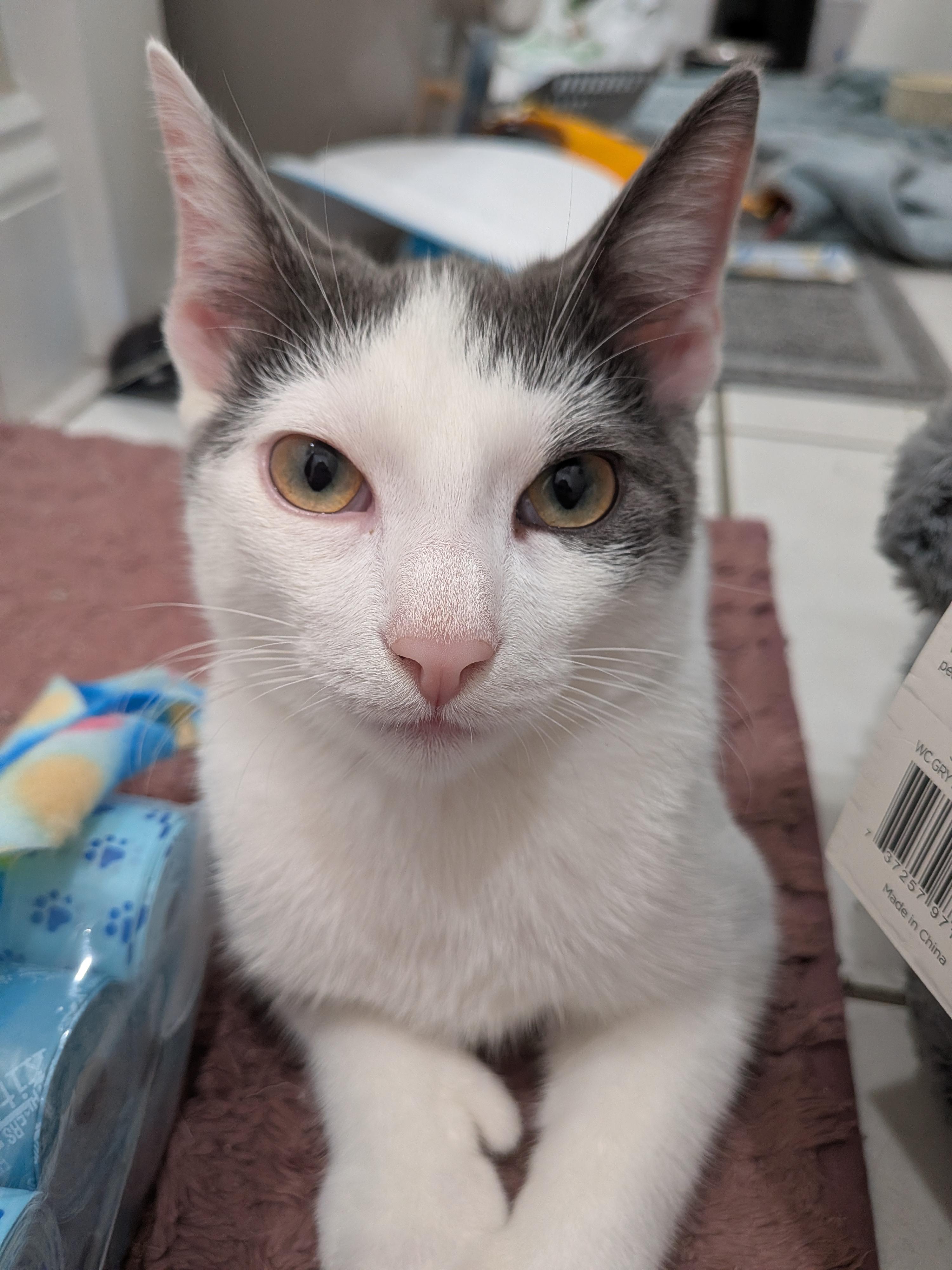Nelson, an adopted Domestic Short Hair in Medford, MA image 5/5
