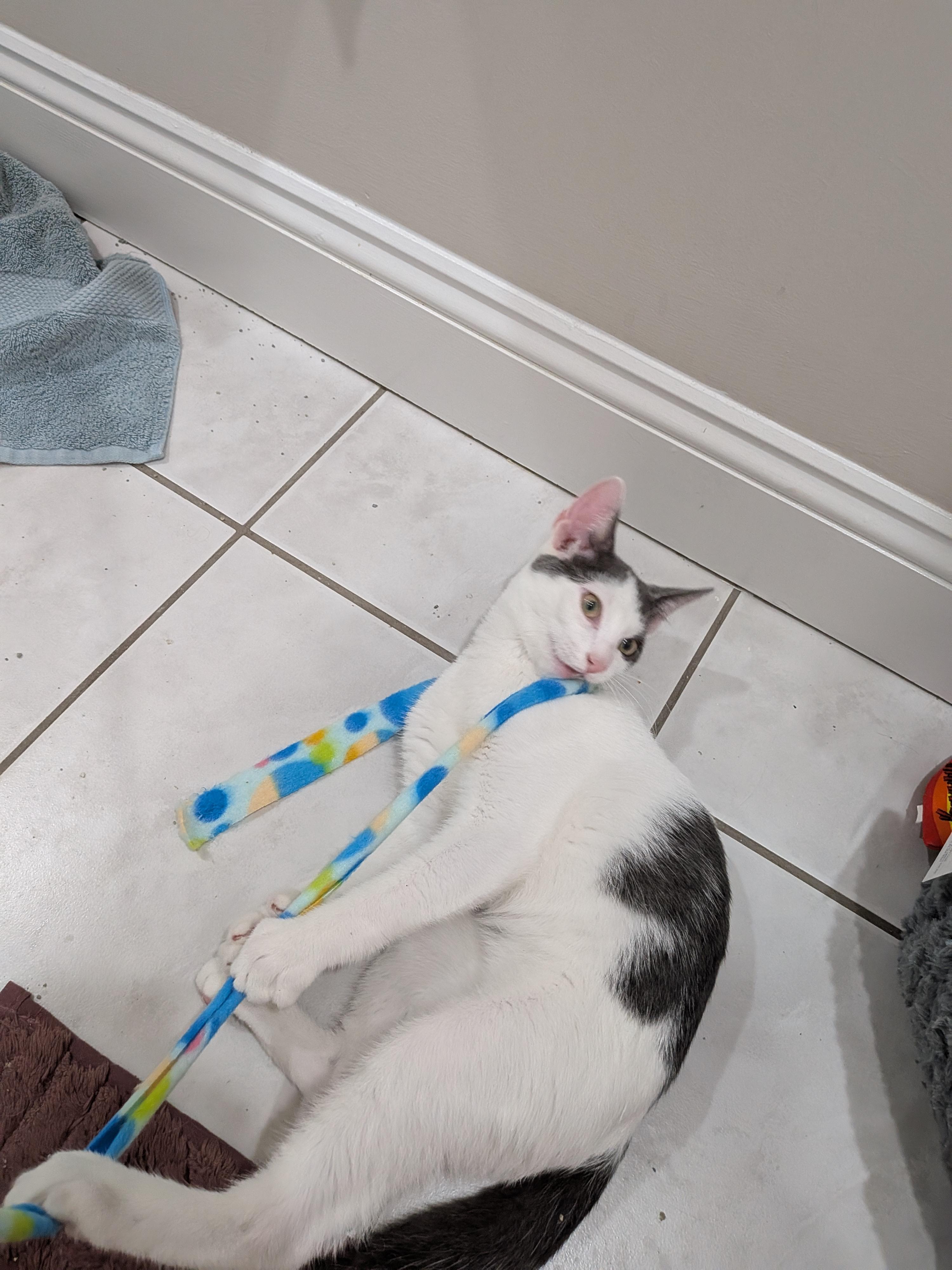 Nelson, an adopted Domestic Short Hair in Medford, MA image 3/5