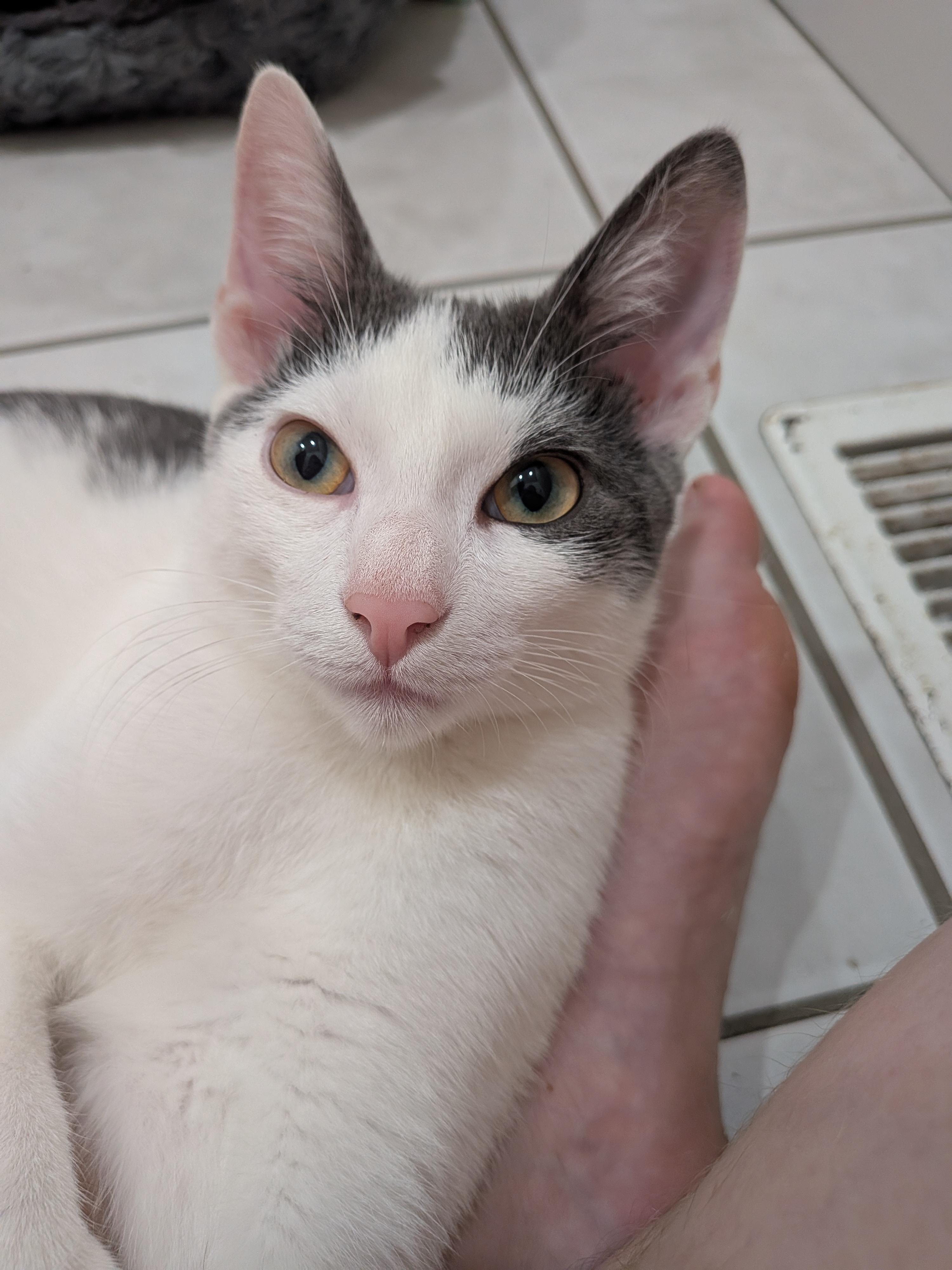 Nelson, adopted, Kitten Male Domestic Short Hair.