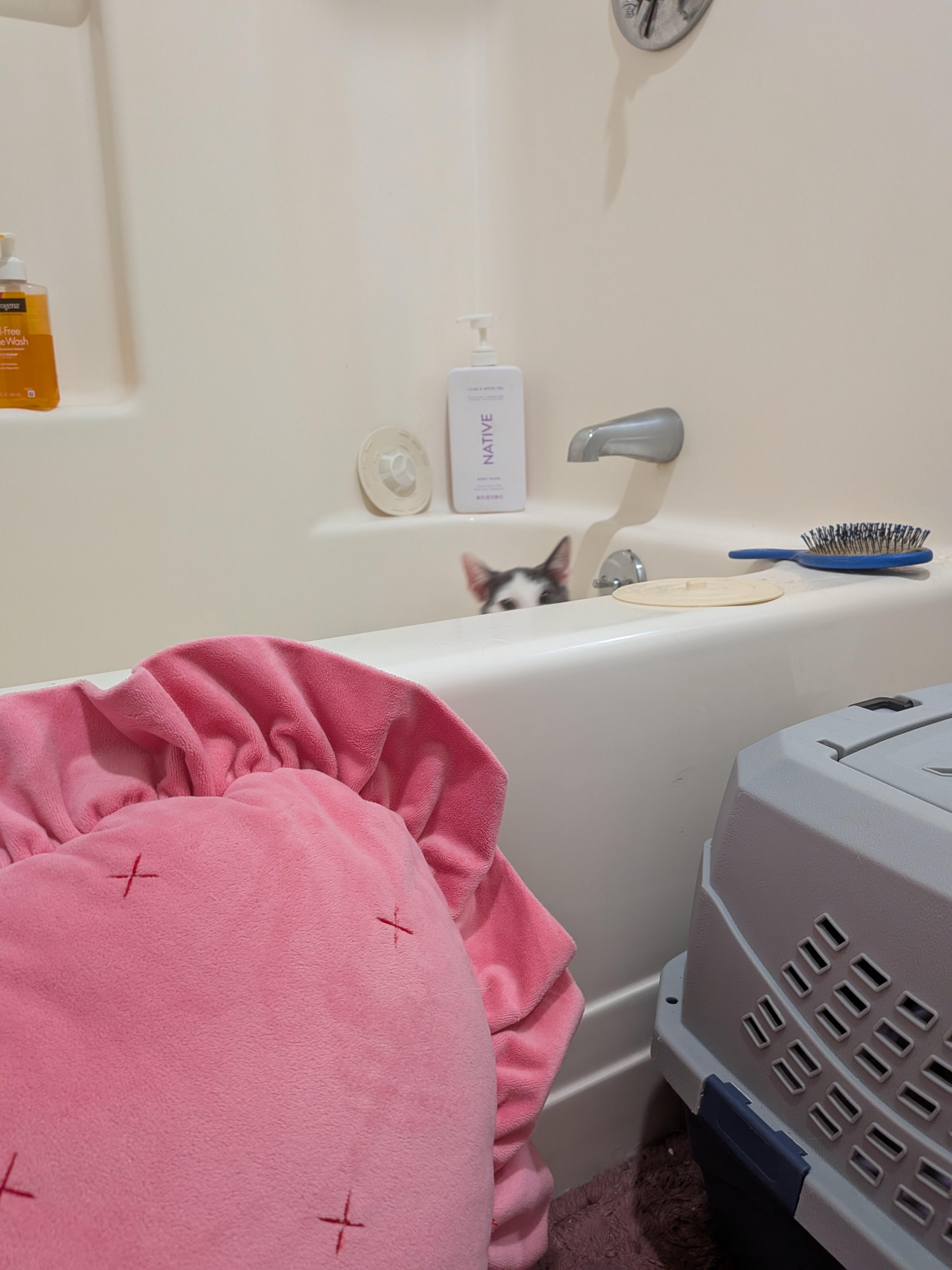 Nelson, an adopted Domestic Short Hair in Medford, MA image 4/5