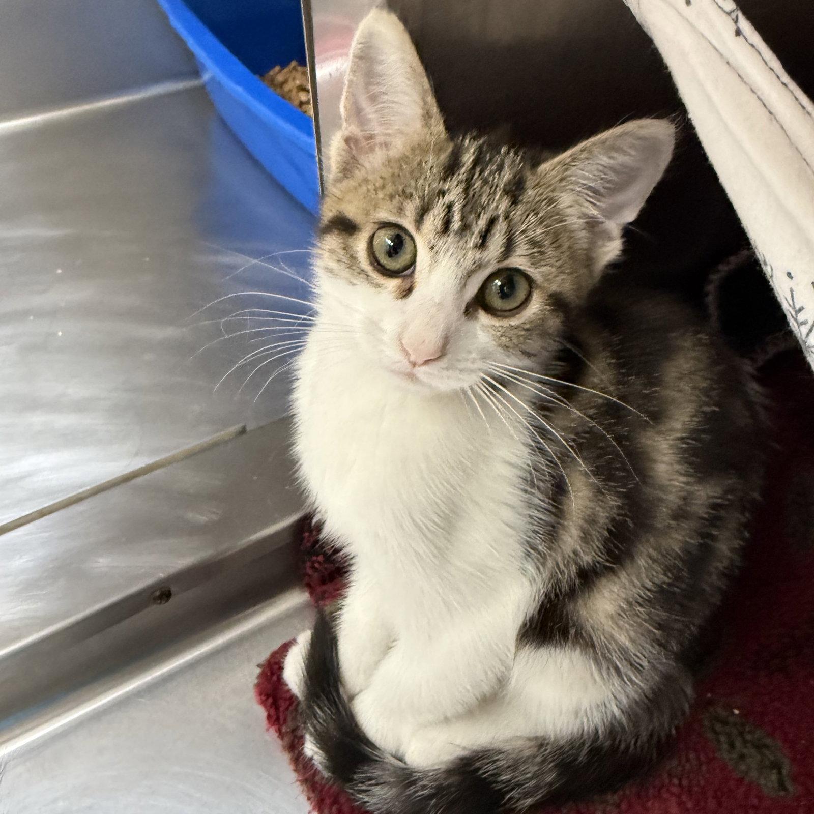 Marianne, Adopted, Kitten Female Domestic Short Hair.