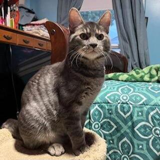 Enlarge Louie, a Adoptable Domestic Short Hair in Akron, OH image 1/3