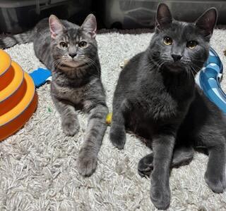 Enlarge Louie, a Adoptable Domestic Short Hair in Akron, OH image 2/3