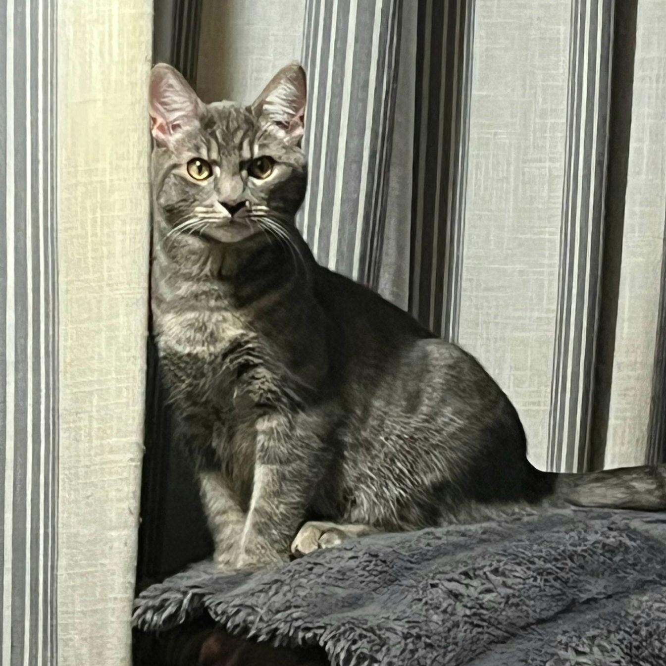 Enlarge Louie, a Adoptable Domestic Short Hair in Akron, OH image 3/3