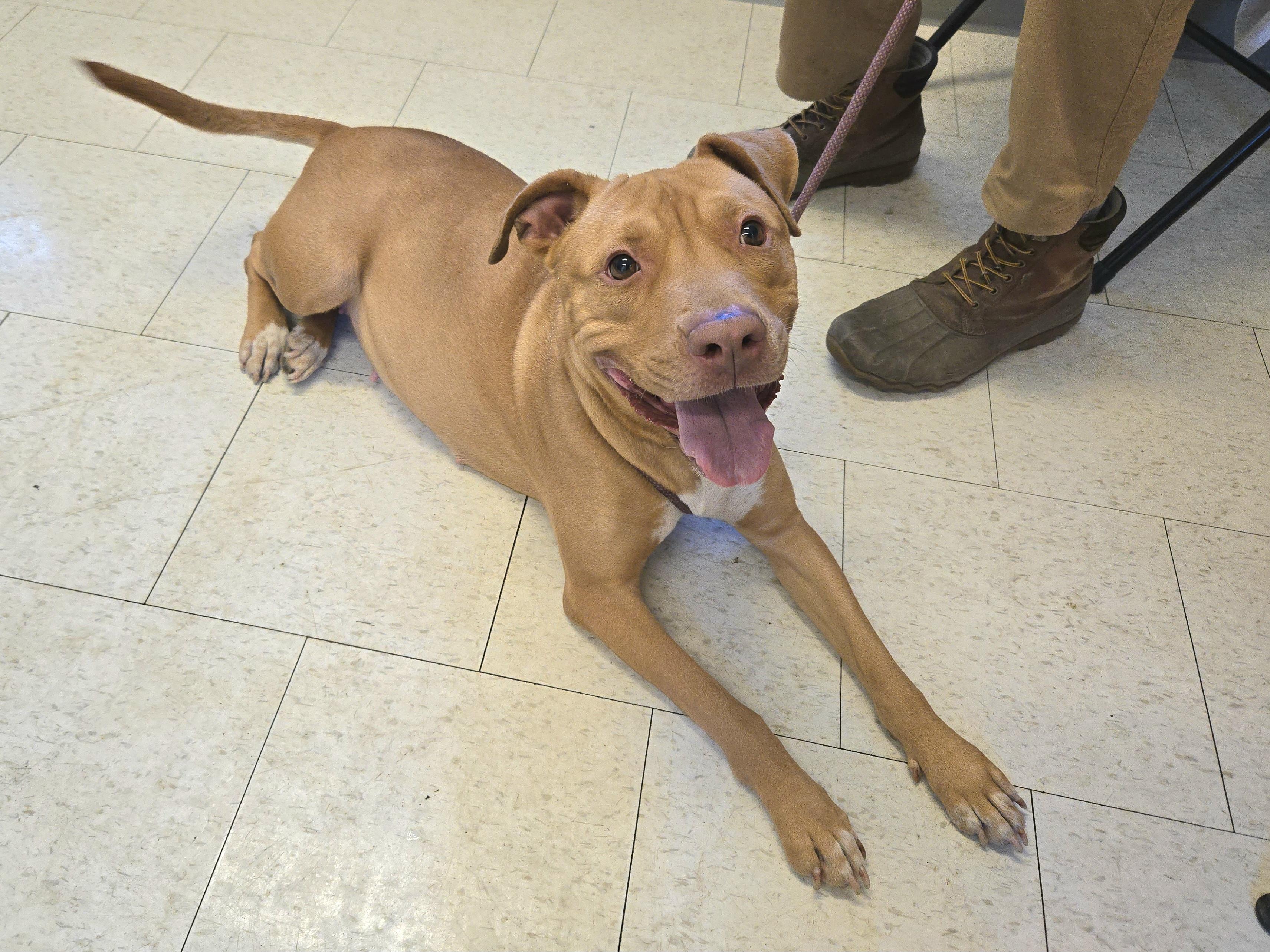Mai, ADOPTABLE, Young Female Pit Bull Terrier.