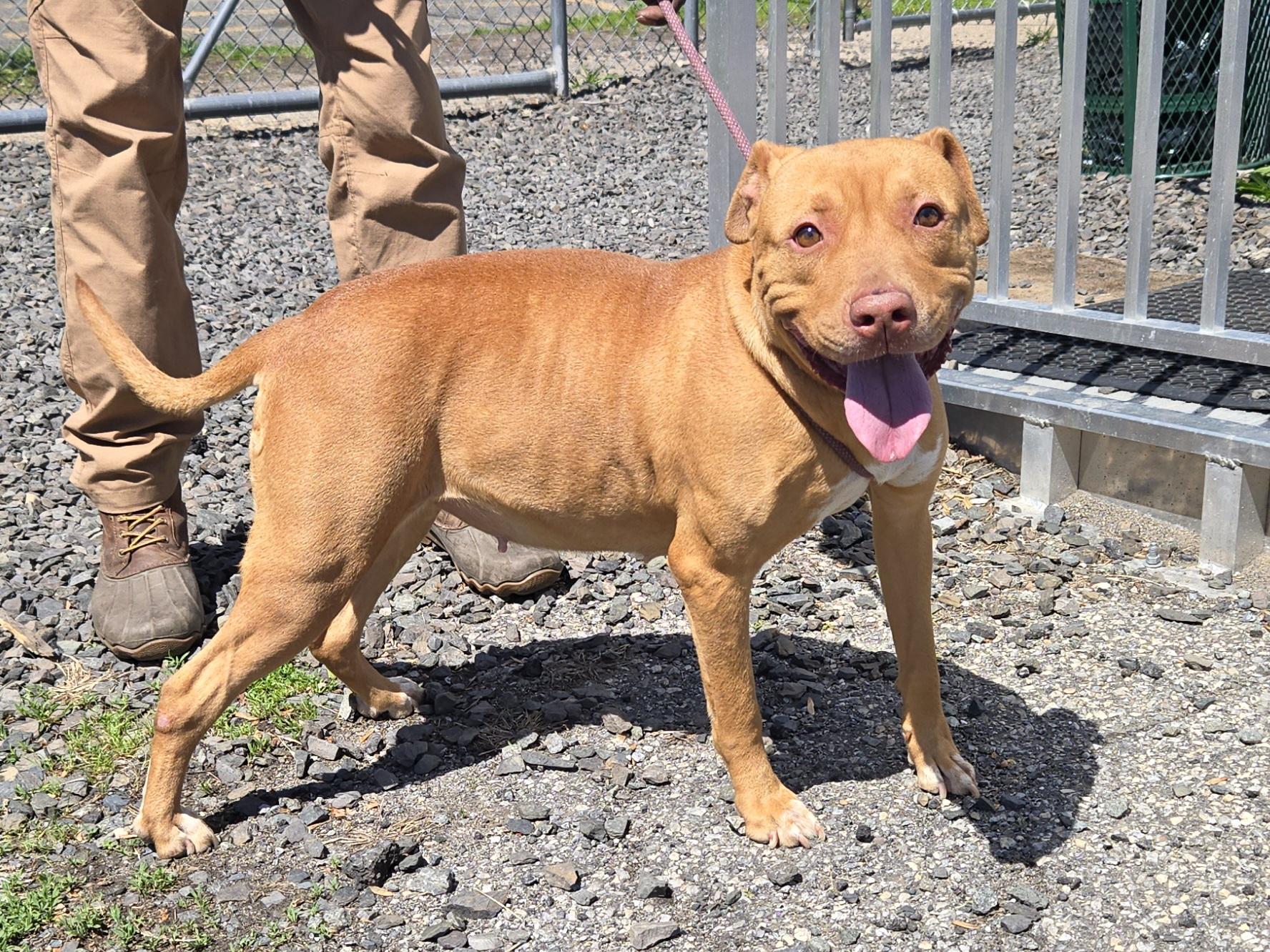 Mai, a ADOPTABLE Pit Bull Terrier in Trenton, NJ image 2/2