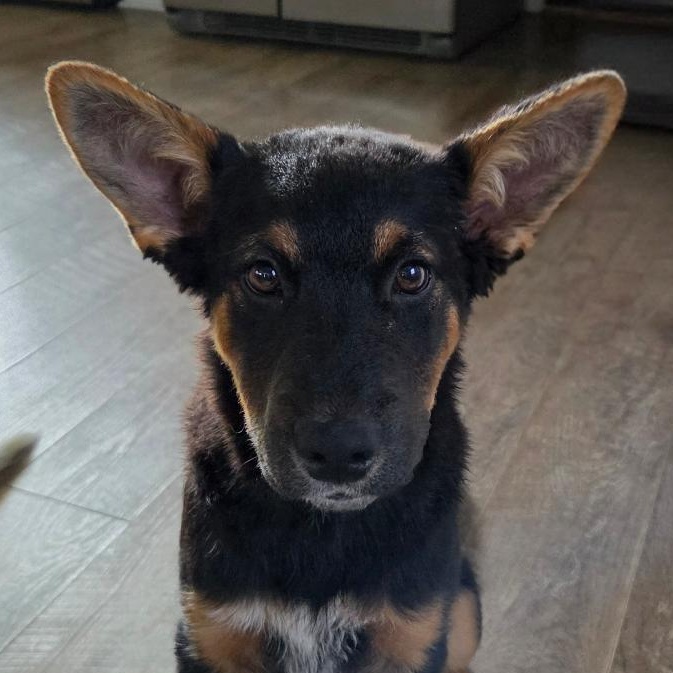 Knickolas Cage, Adoptable, Puppy Male Australian Cattle Dog / Blue Heeler.