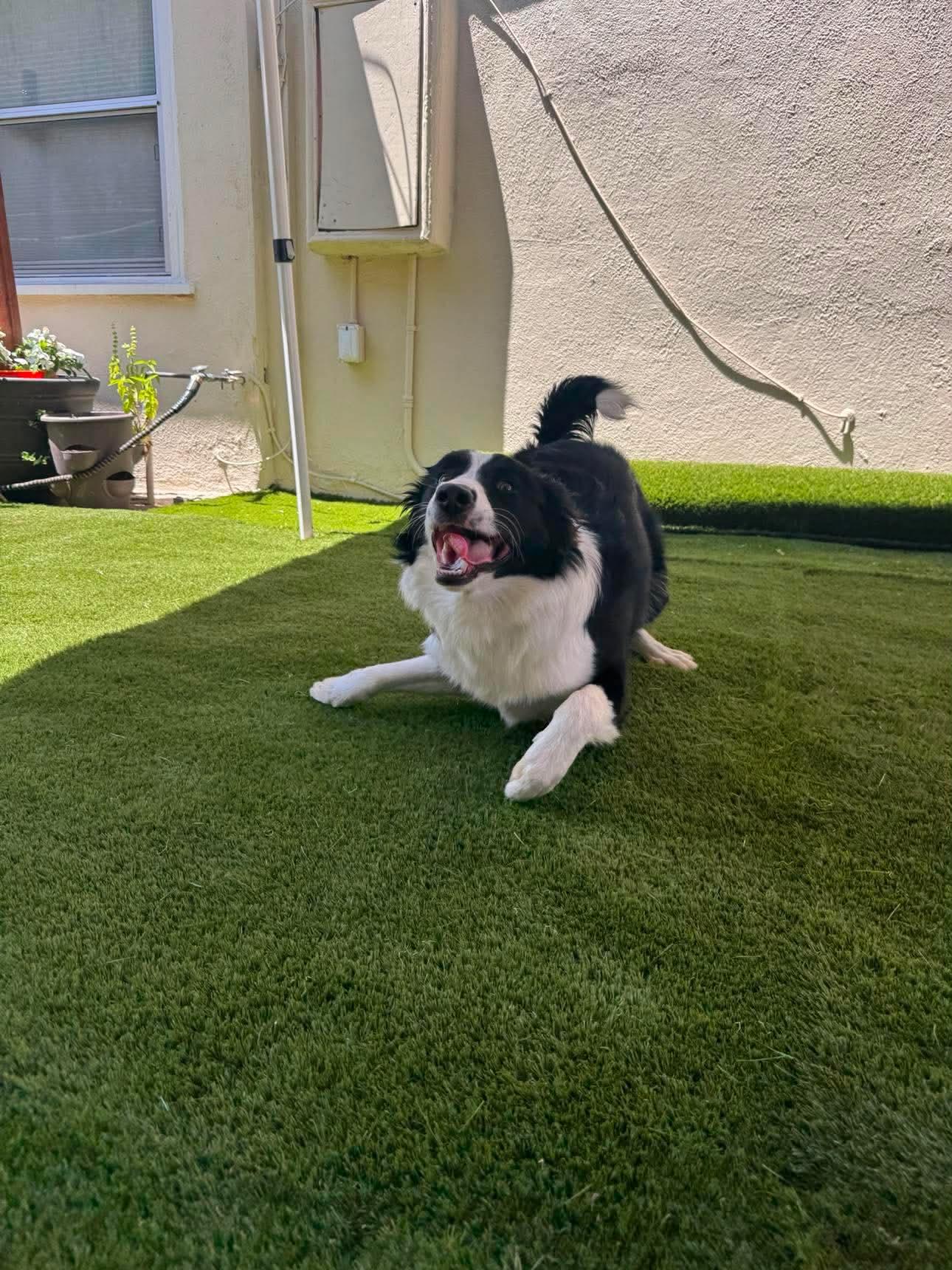 Enlarge Vita, a Adopted Border Collie in Orange, CA image 1/2
