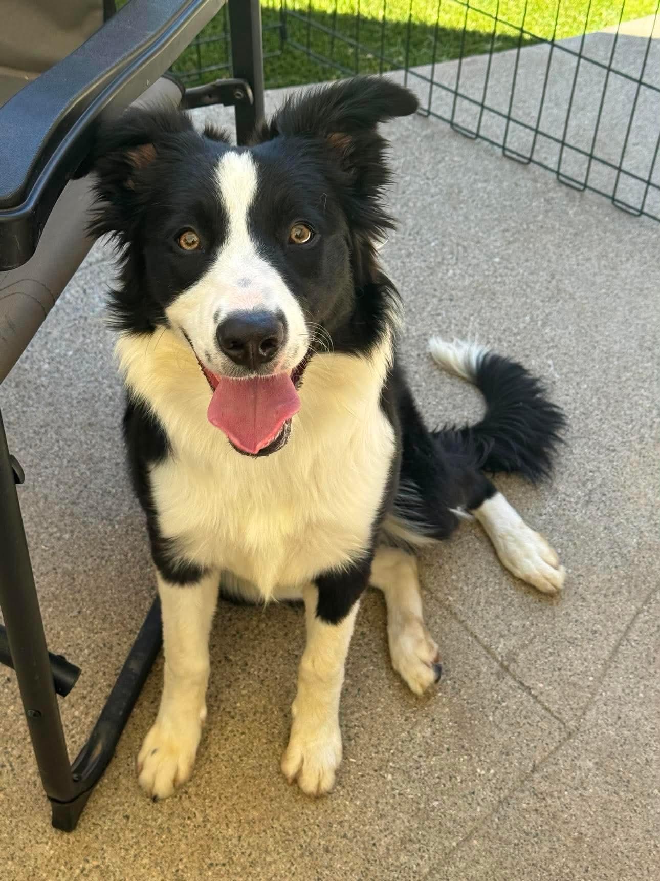 Enlarge Vita, a Adopted Border Collie in Orange, CA image 2/2