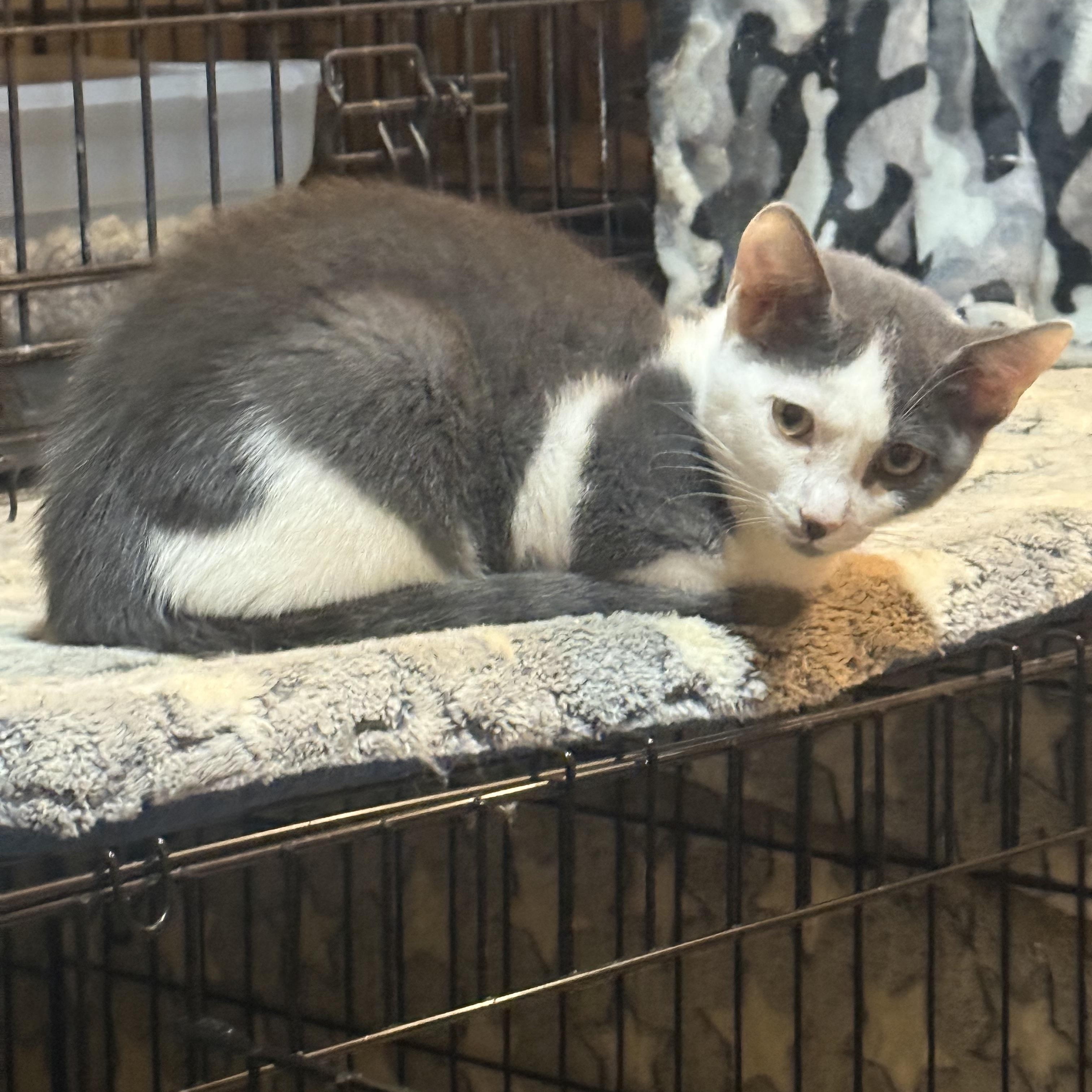 Enlarge Bj, a Adoptable Domestic Short Hair in Anna, TX image 1/1