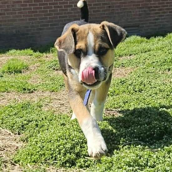 Enlarge Cobalt, a Adoptable mixed breed in callao, VA image 1/6