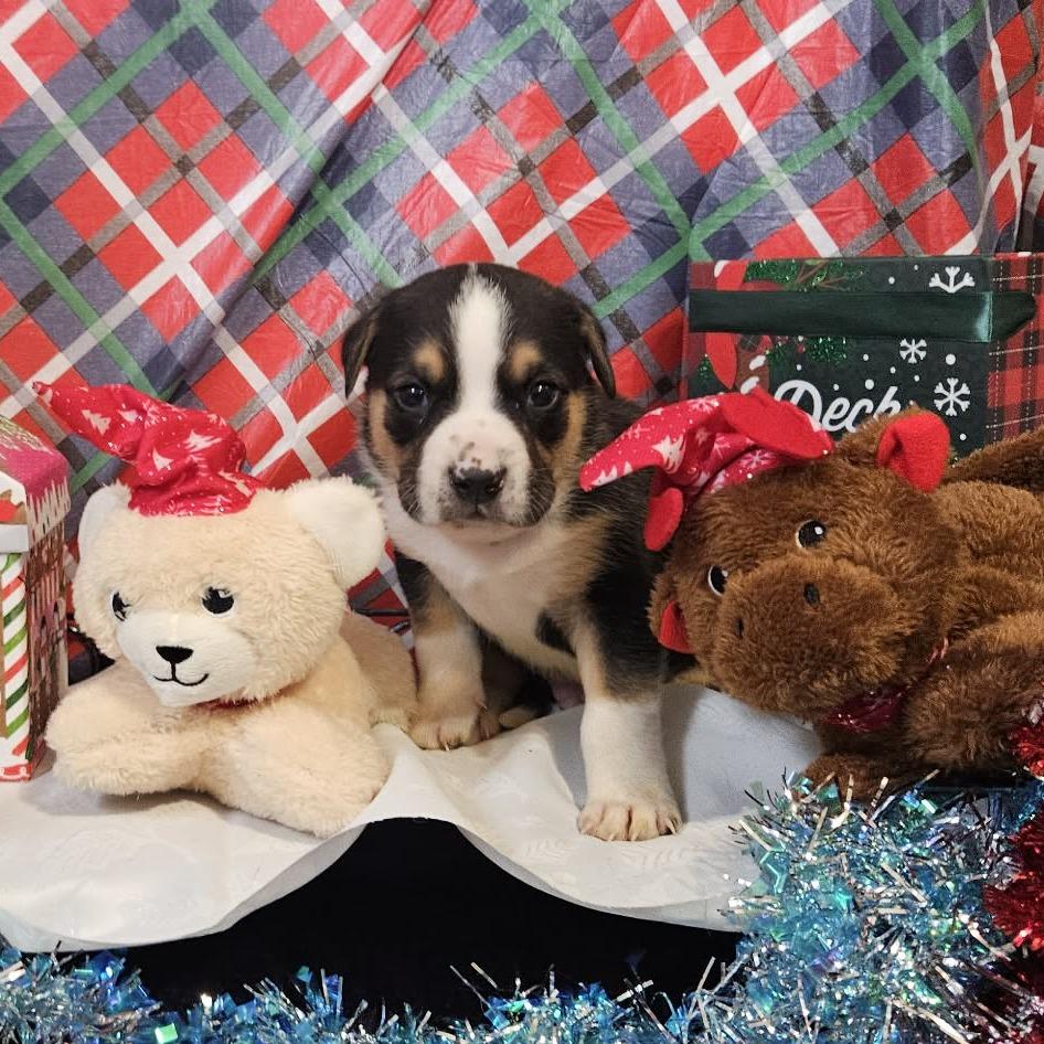 Enlarge Dark Blue Collar, a Adoptable mixed breed in callao, VA image 1/3