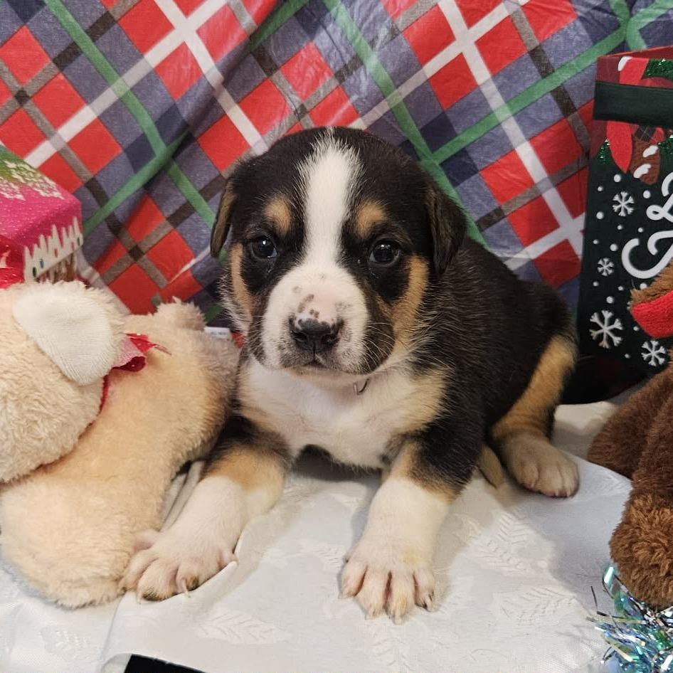 Enlarge Dark Blue Collar, a Adoptable mixed breed in callao, VA image 2/3