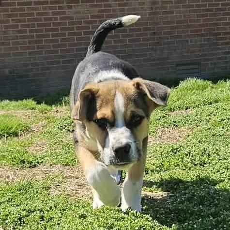 Enlarge Cobalt, a Adoptable mixed breed in callao, VA image 4/6