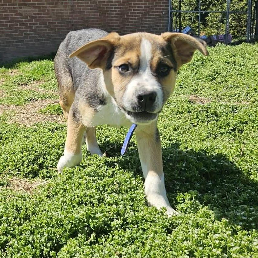Enlarge Cobalt, a Adoptable mixed breed in callao, VA image 5/6