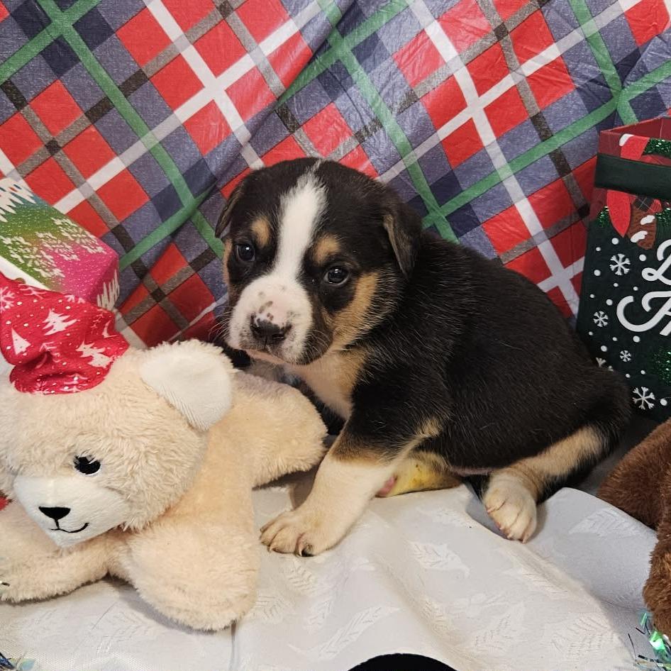 Enlarge Dark Blue Collar, a Adoptable mixed breed in callao, VA image 3/3