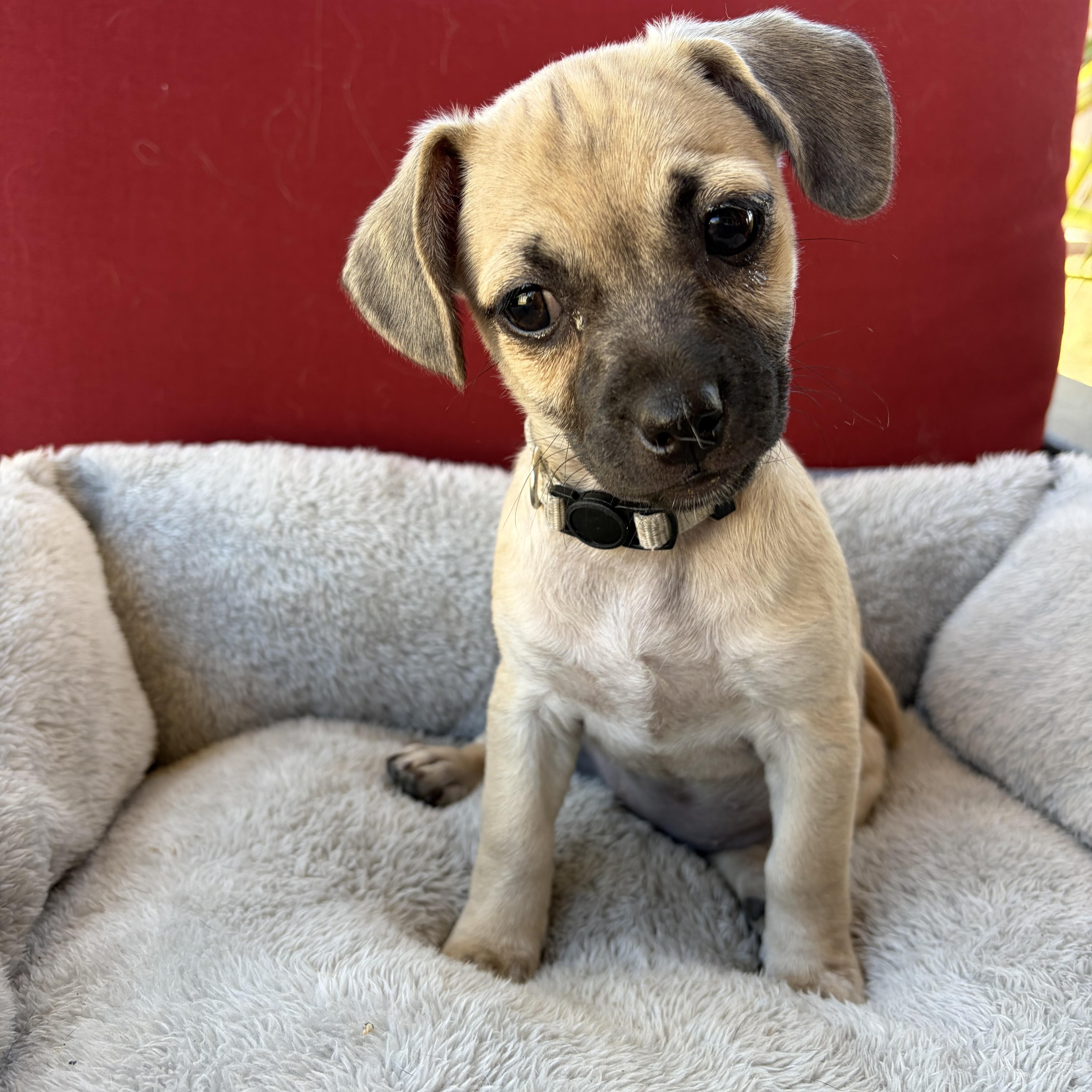 Nancy, an adopted mixed breed in Poway, CA image 3/3