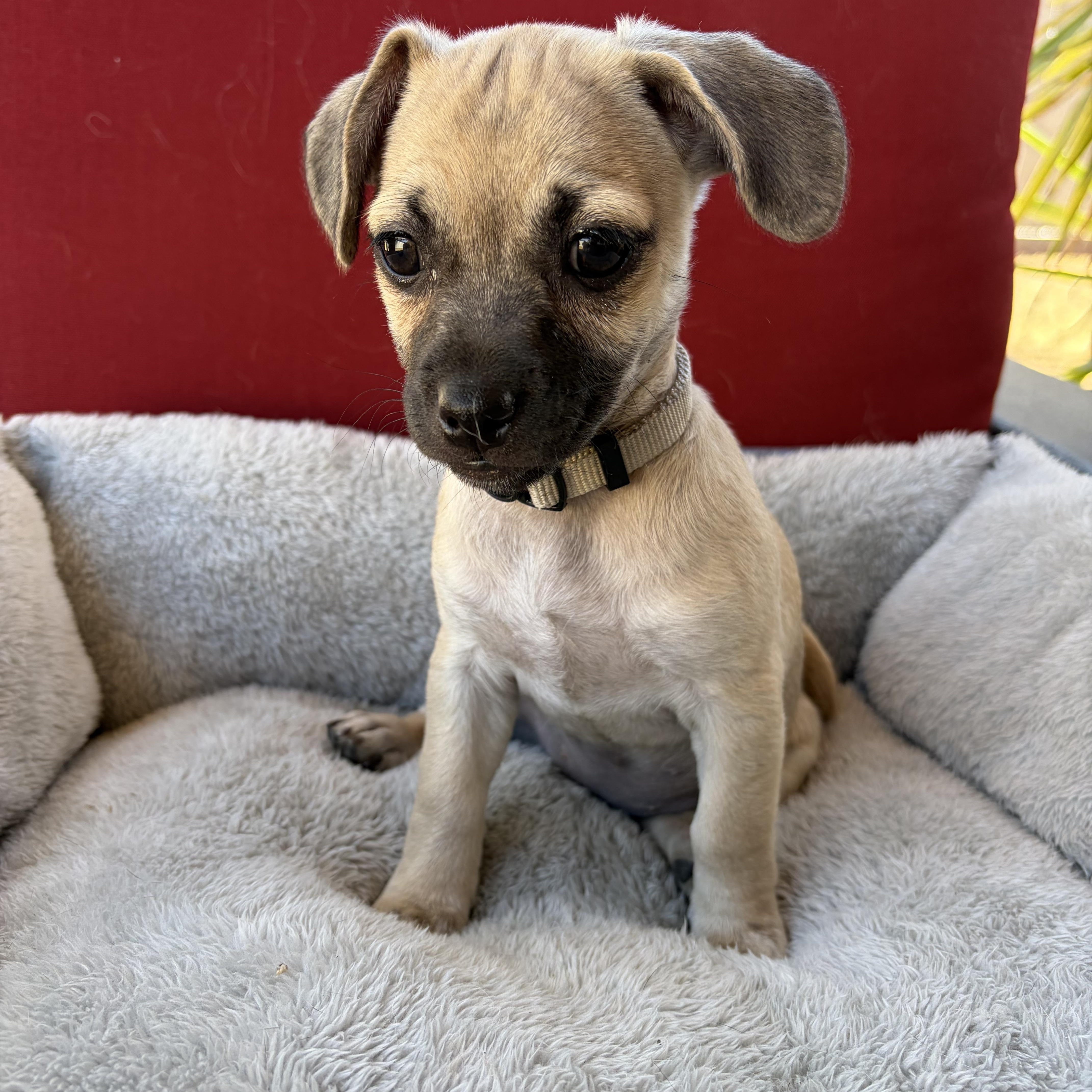 Nancy, an adopted mixed breed in Poway, CA image 1/3