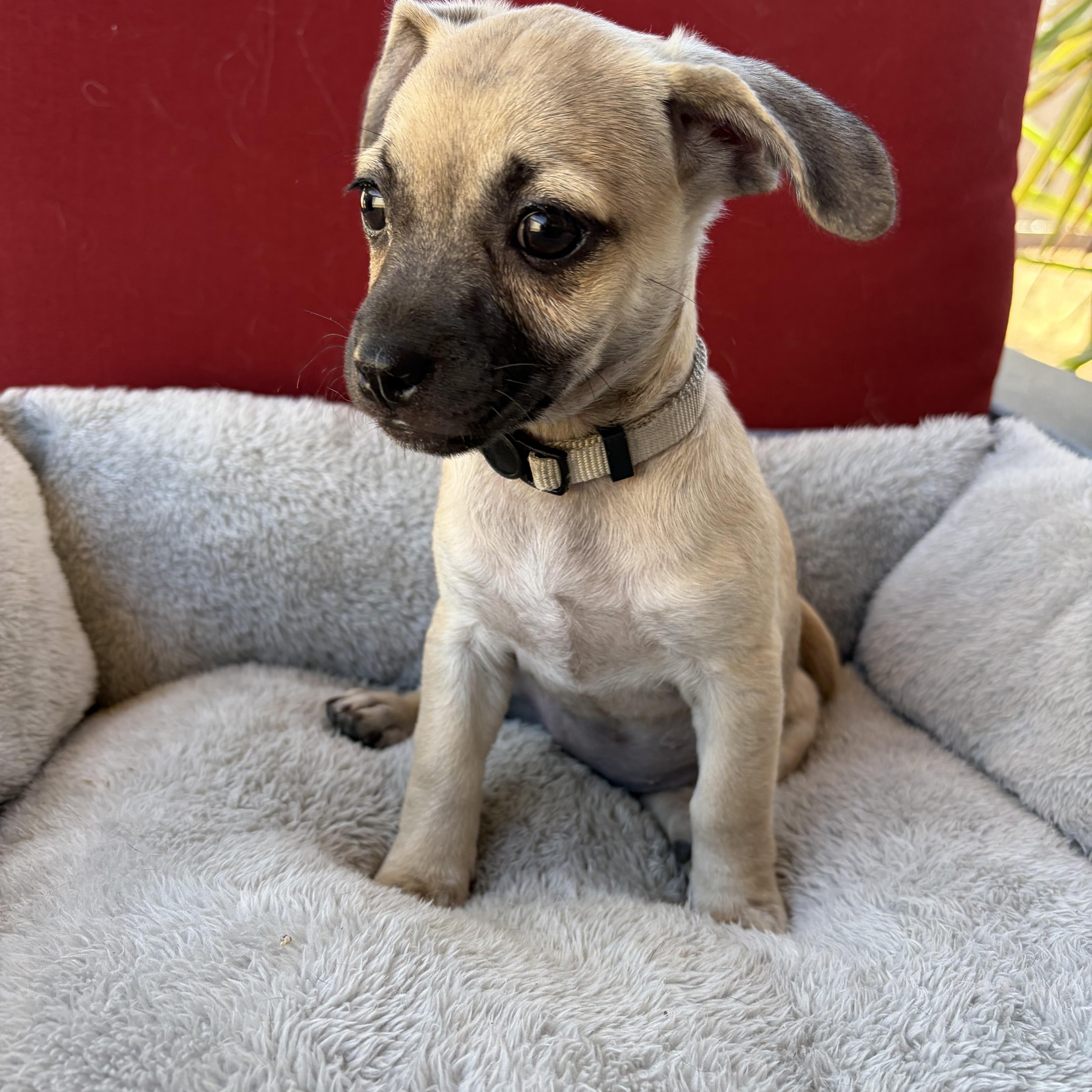 Nancy, an adopted mixed breed in Poway, CA image 2/3