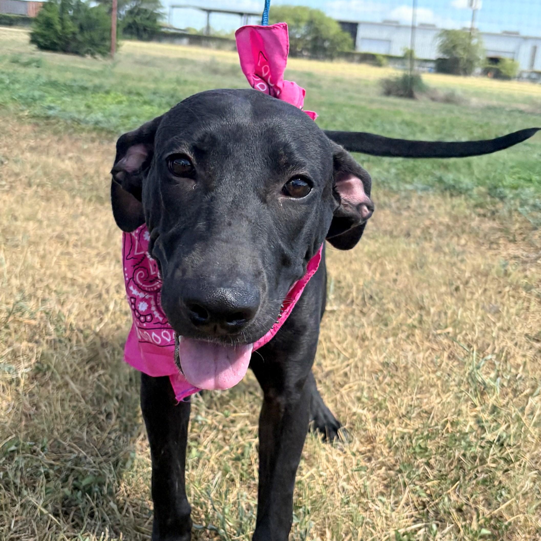 Chloe - Foster Needed!!!