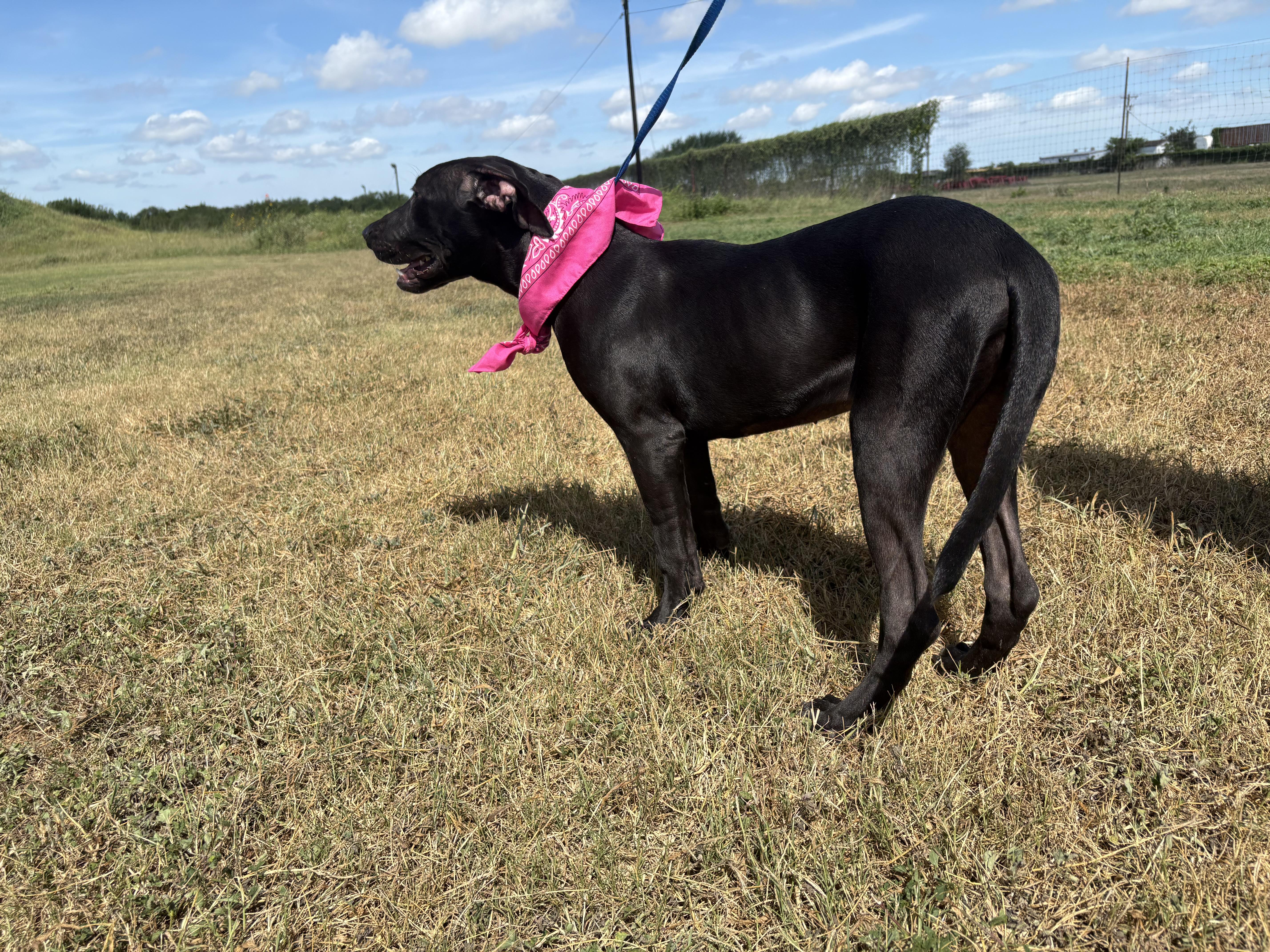 Chloe - Foster Needed!!! photo 5
