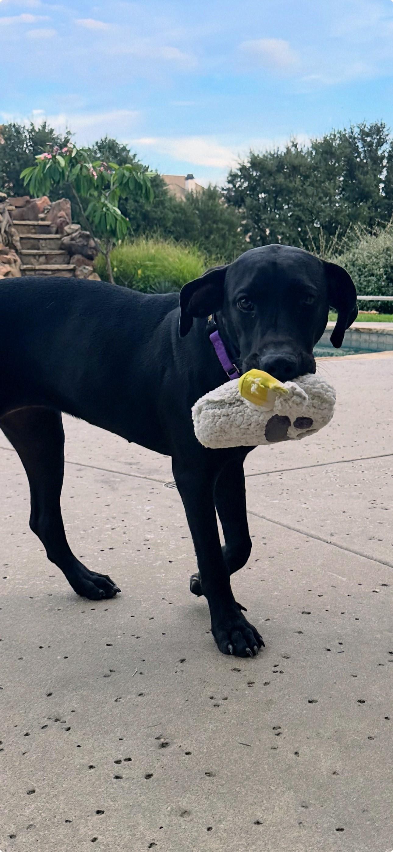 Chloe - Fostered in Southlake, Texas