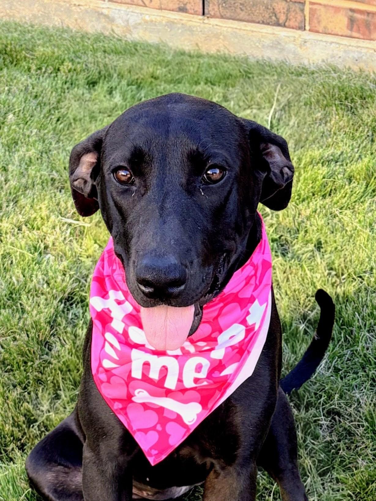 Chloe - Fostered in Southlake, Texas