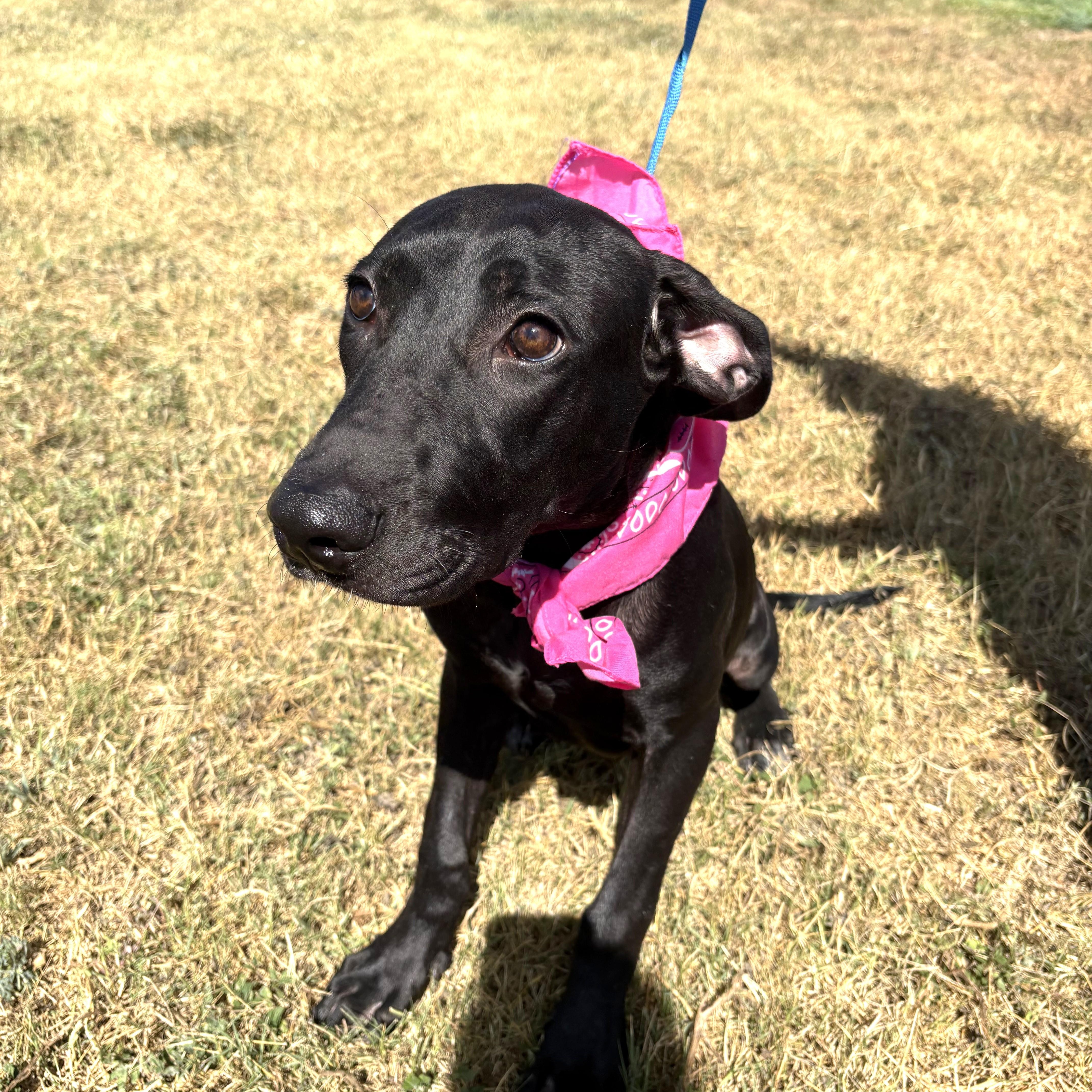 Chloe - Foster Needed!!! photo 3