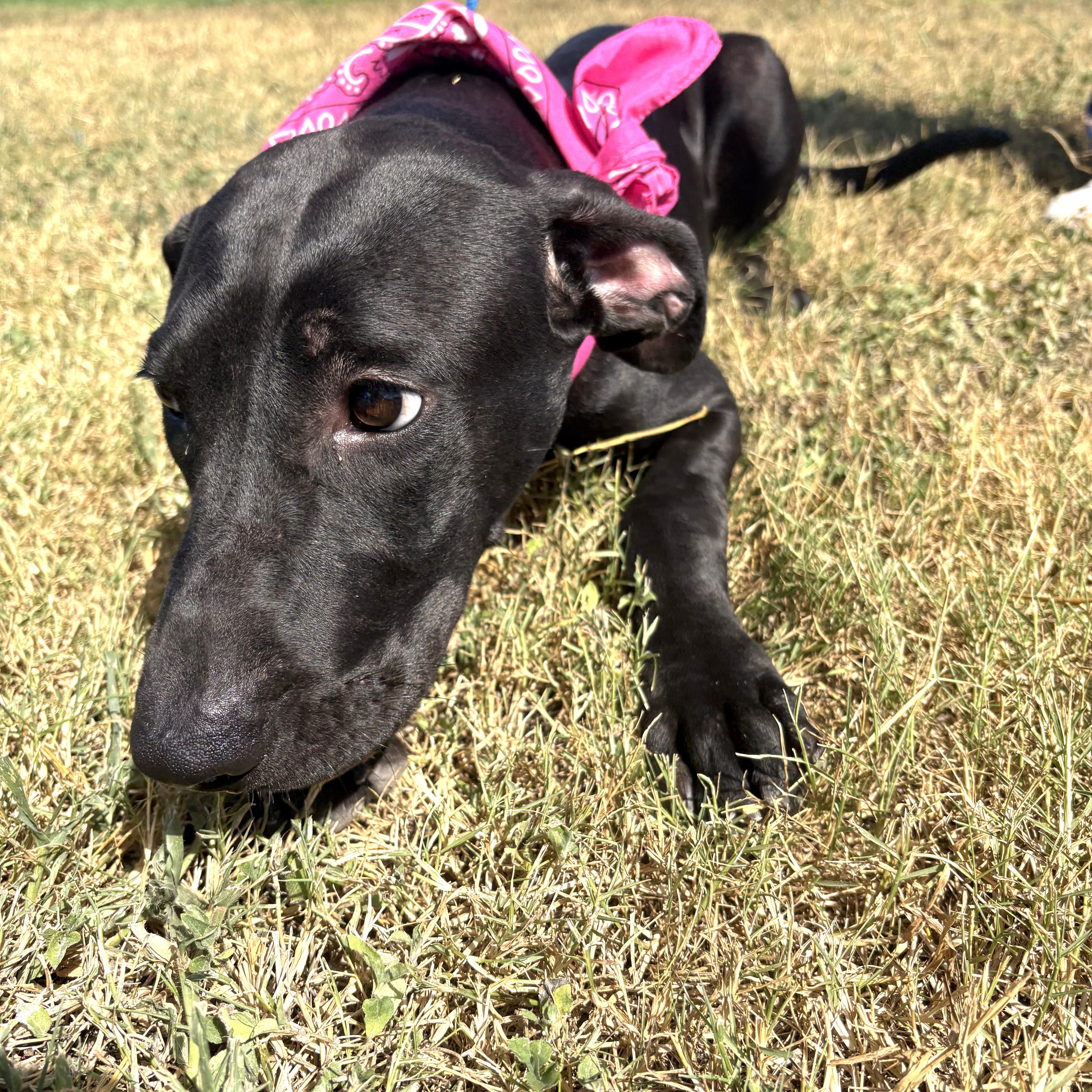 Chloe - Foster Needed!!! photo 4