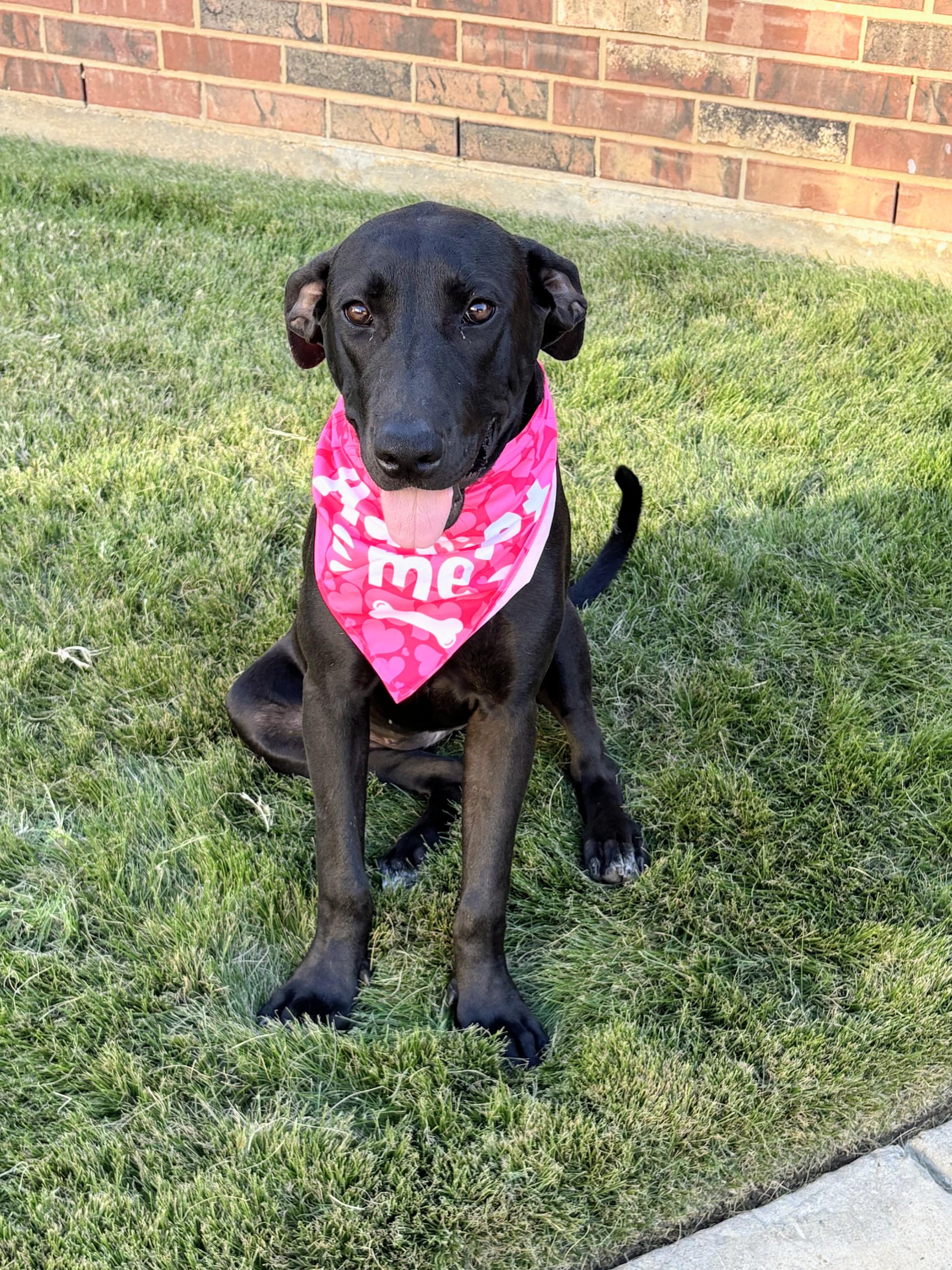 Chloe - Fostered in Southlake, Texas