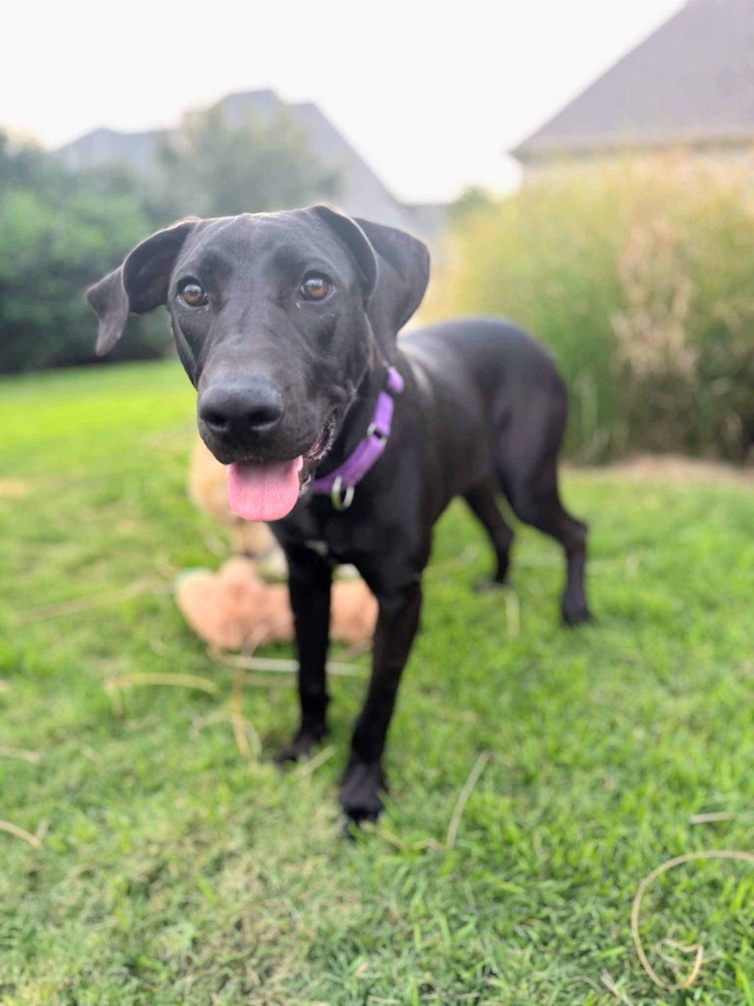 Chloe - Fostered in Southlake, Texas