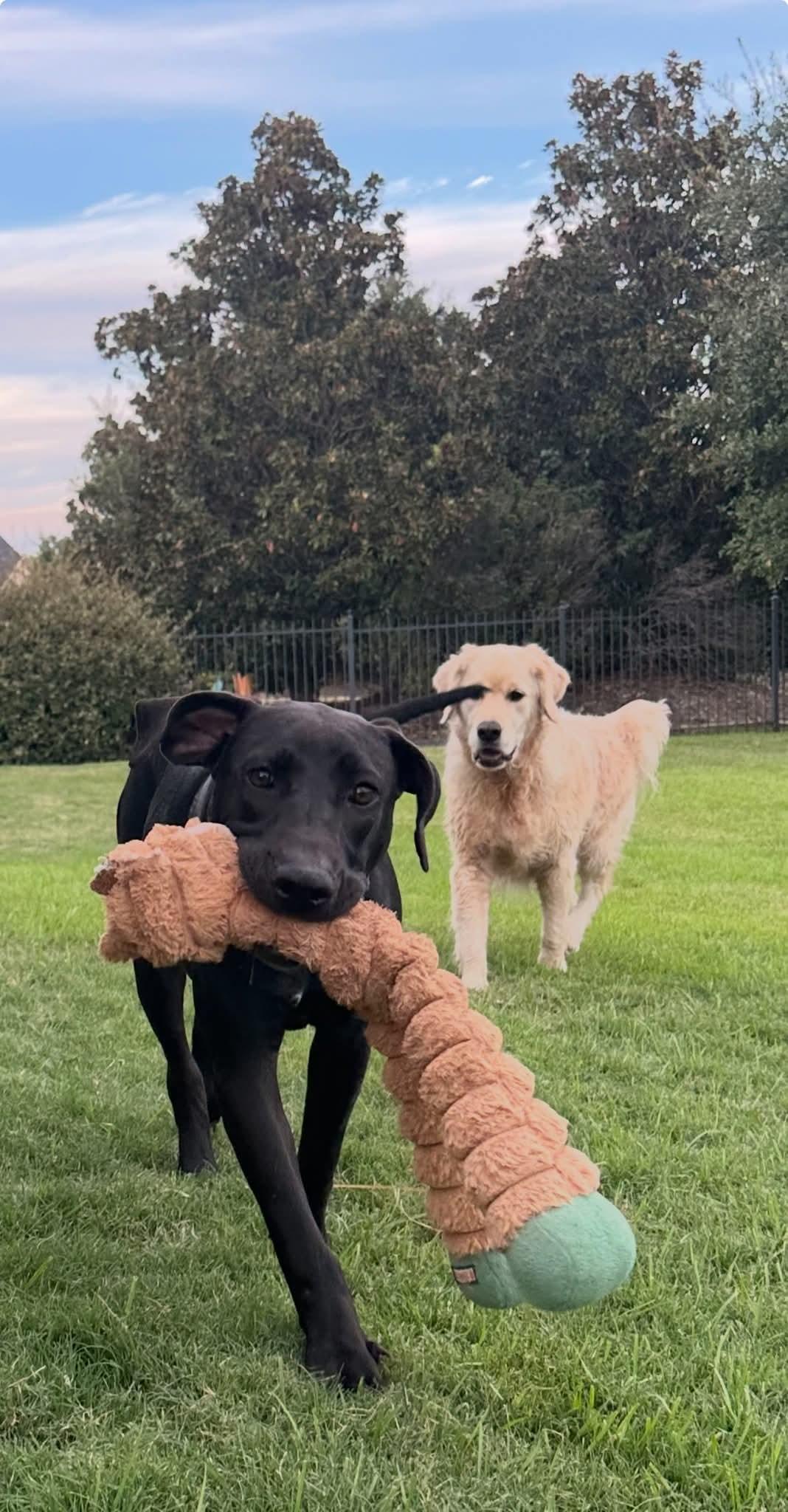 Chloe - Fostered in Southlake, Texas, a Adoptable mixed breed image 2/5