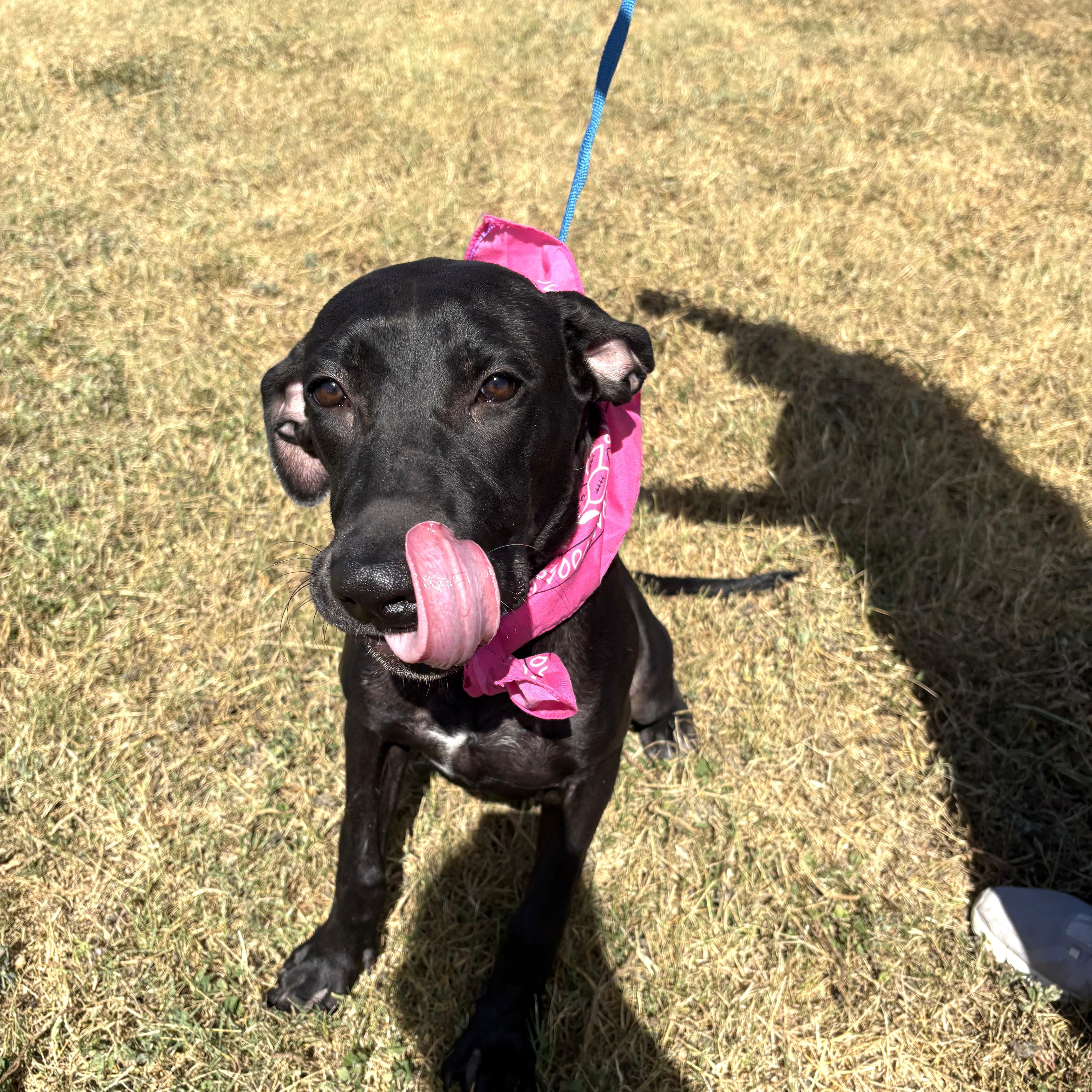 Chloe - Foster Needed!!! photo 2