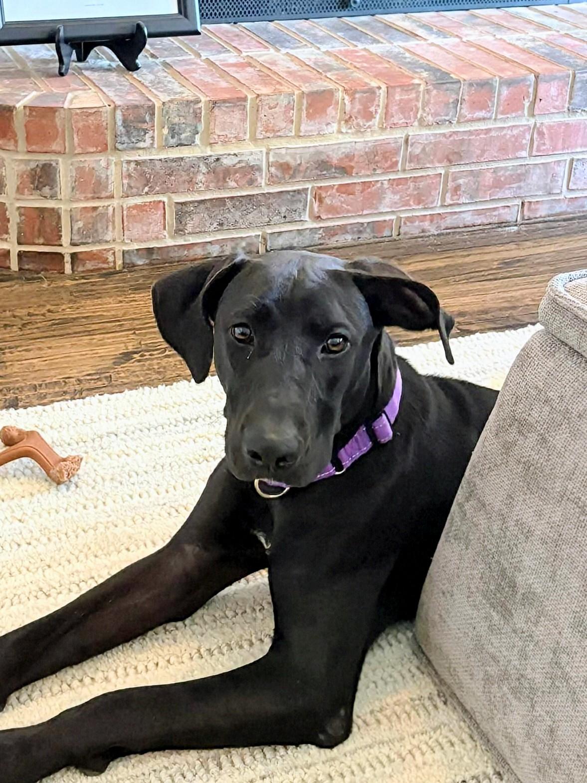 Chloe - Fostered in Southlake, Texas