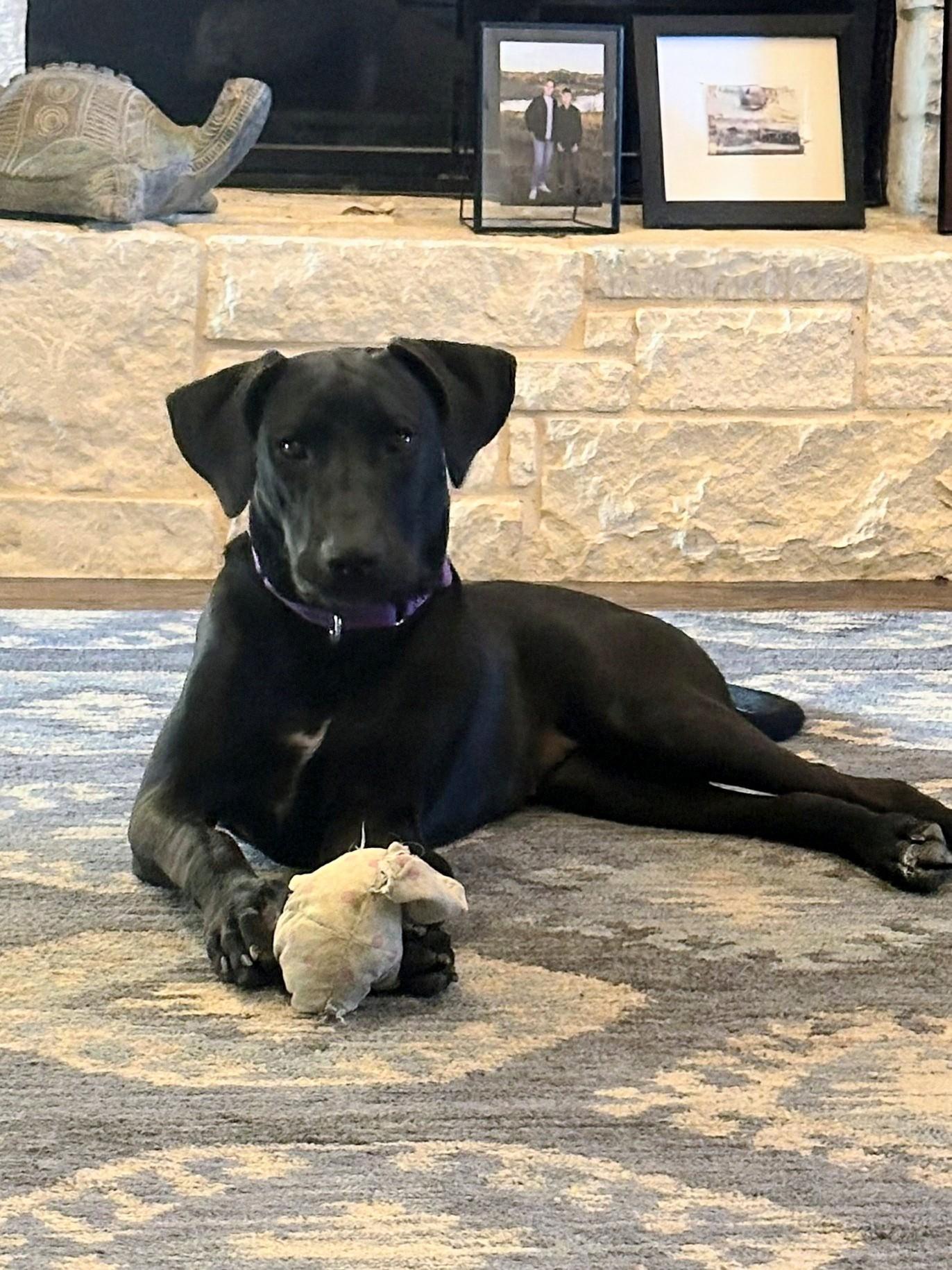 Chloe - Fostered in Southlake, Texas, Adoptable, Young Female Black Labrador Retriever & Labrador Retriever.
