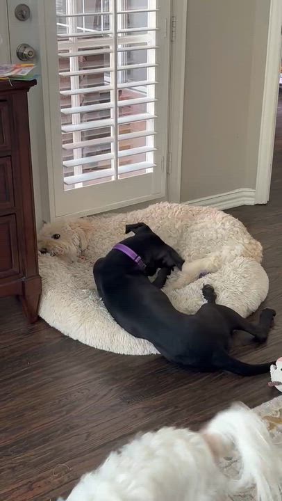 Enlarge Chloe - Fostered in Southlake, Texas, a Adoptable mixed breed video 5/5