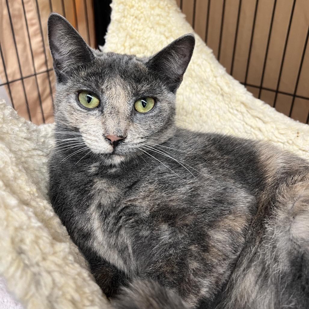 Raptor Blue (and Indominous Rex), Adoptable, Young Female Domestic Short Hair.