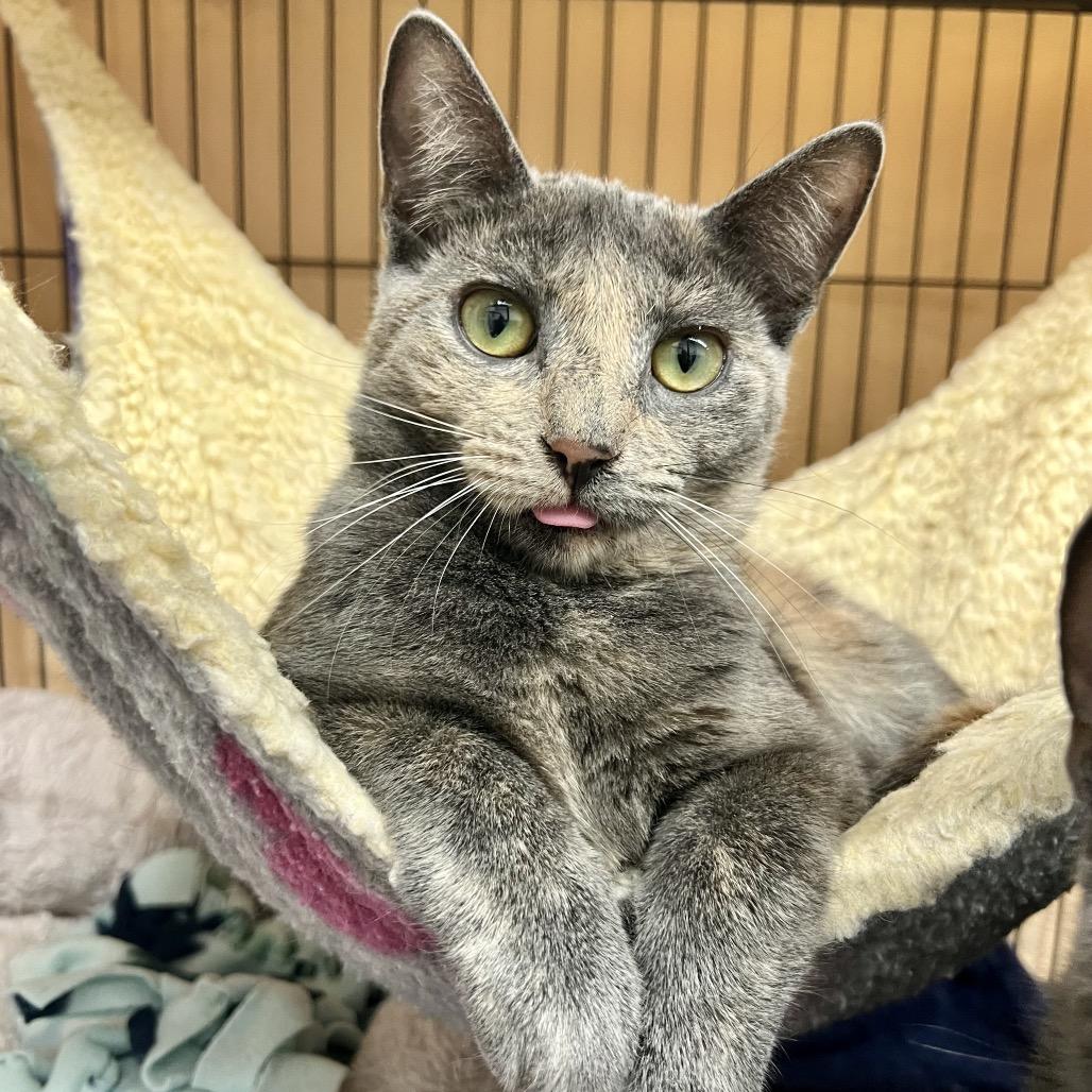 Enlarge Raptor Blue (and Indominous Rex), a Adoptable Domestic Short Hair in Mount Laurel, NJ image 2/3