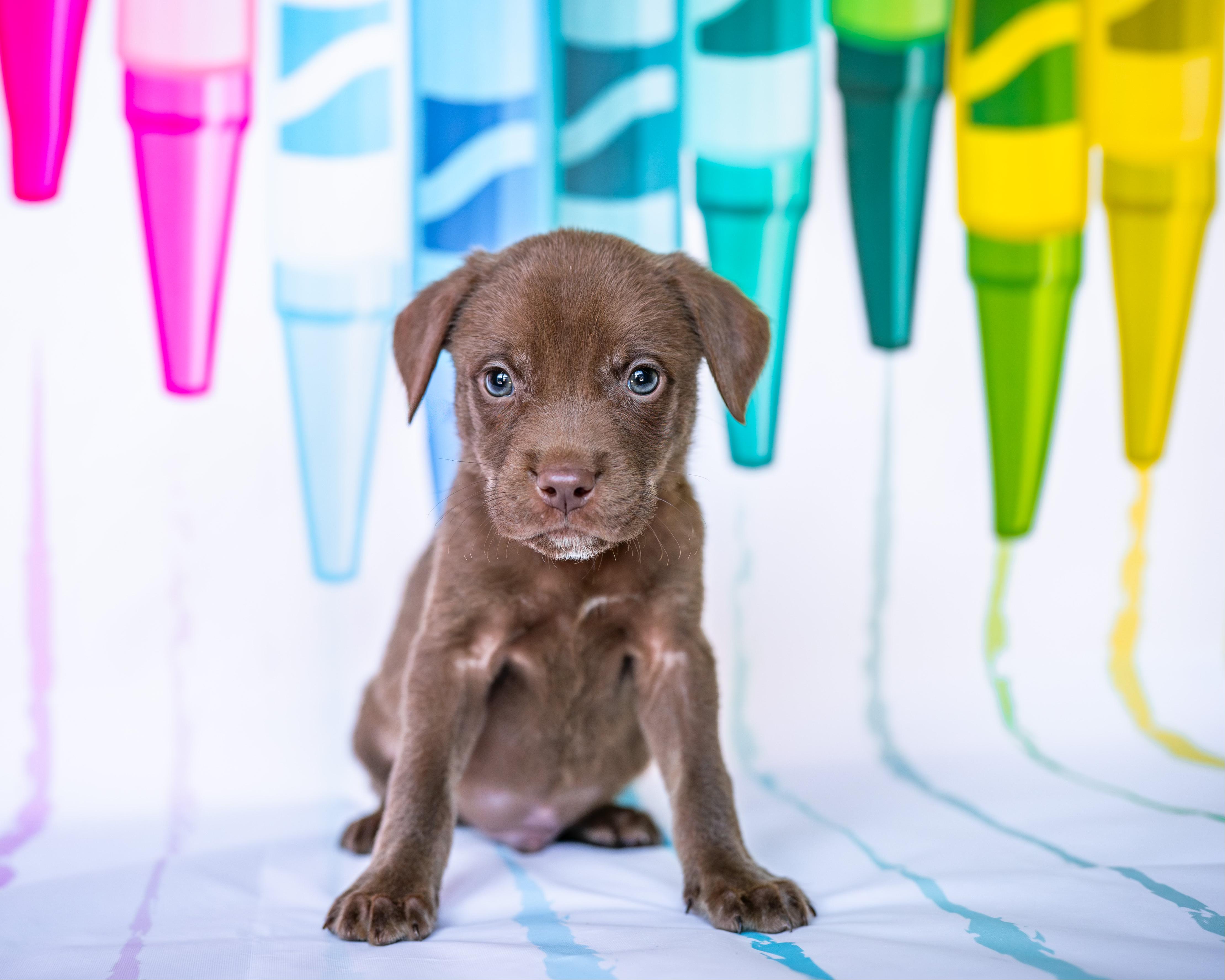 Enlarge Carmine *PARTIALLY SPONSORED*, a Adoptable mixed breed in Avon, CT image 2/4