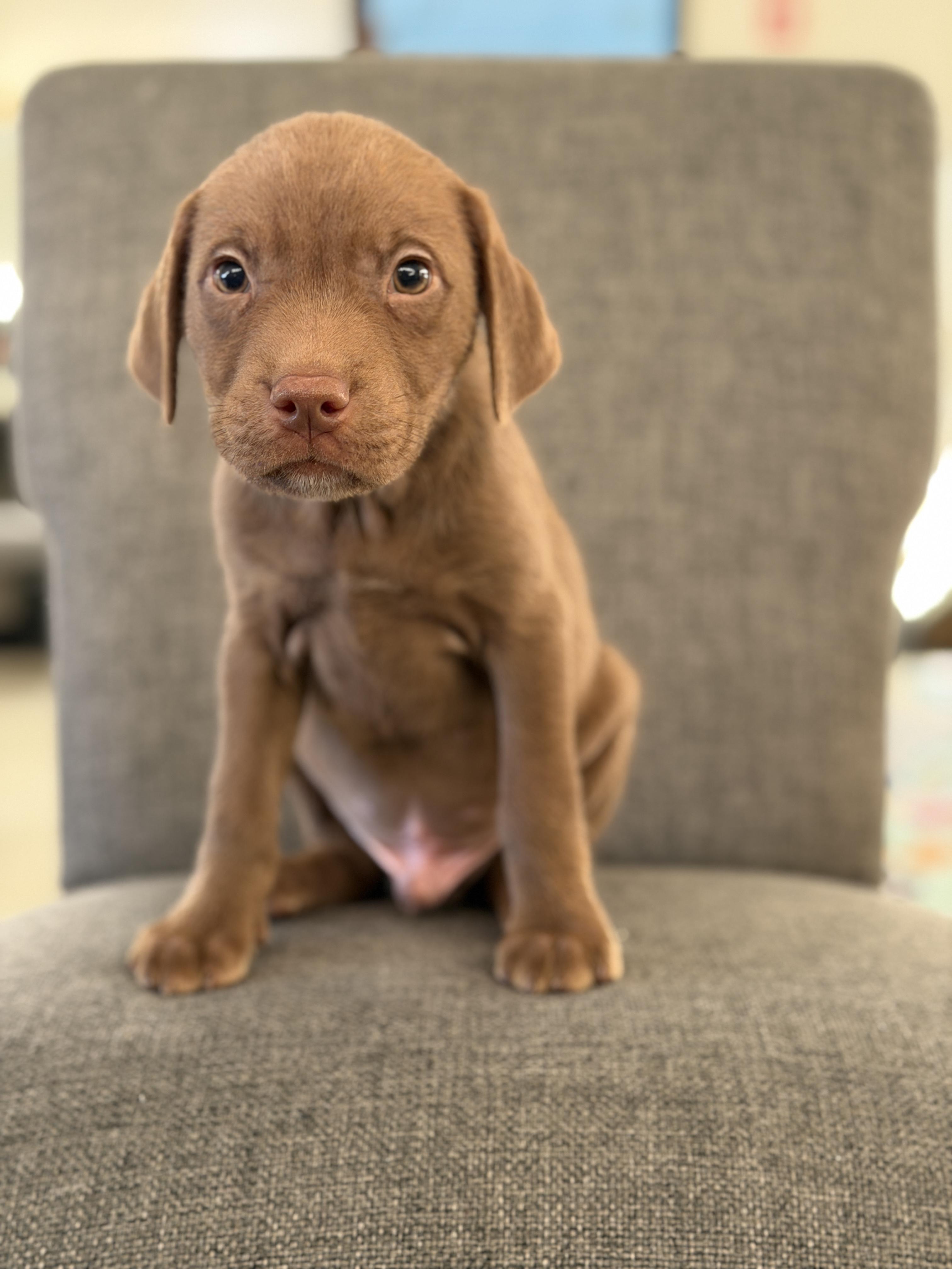 Enlarge Carmine *PARTIALLY SPONSORED*, a Adoptable mixed breed in Avon, CT image 1/4