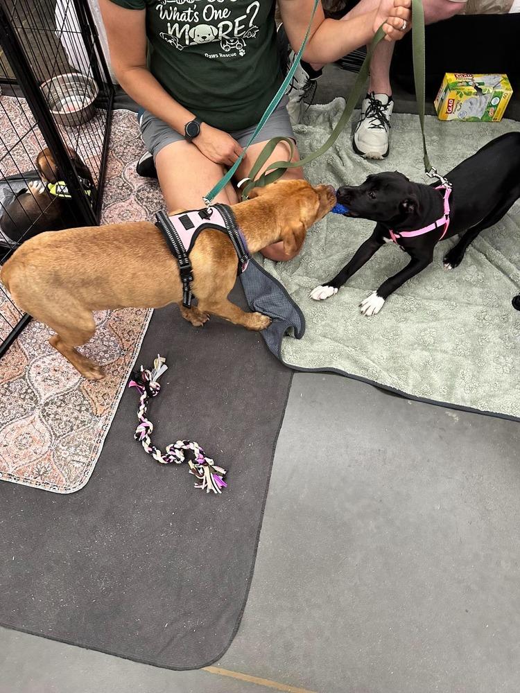 Cricket, a Adoptable mixed breed in Sumter, SC image 2/6