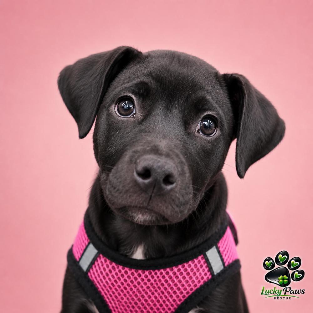 Cricket, a Adoptable mixed breed in Sumter, SC image 4/6