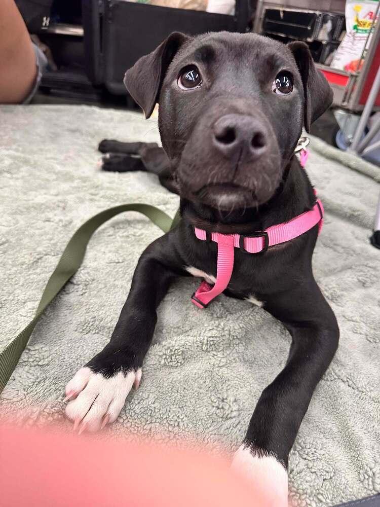 Cricket, a Adoptable mixed breed in Sumter, SC image 5/6