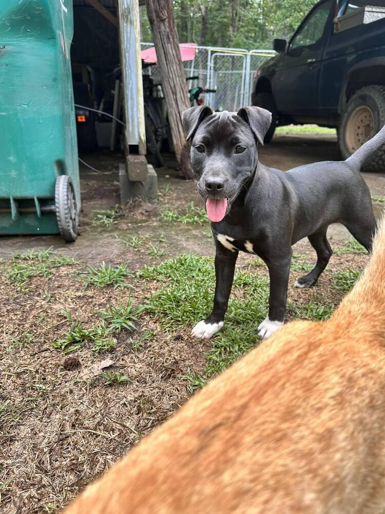 Cricket, a Adoptable mixed breed in Sumter, SC image 6/6