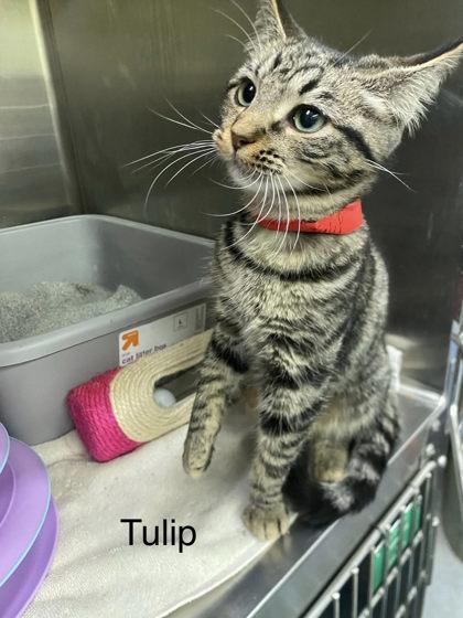 Enlarge Tulip, a Adoptable mixed breed in Hobart, IN image 1/2