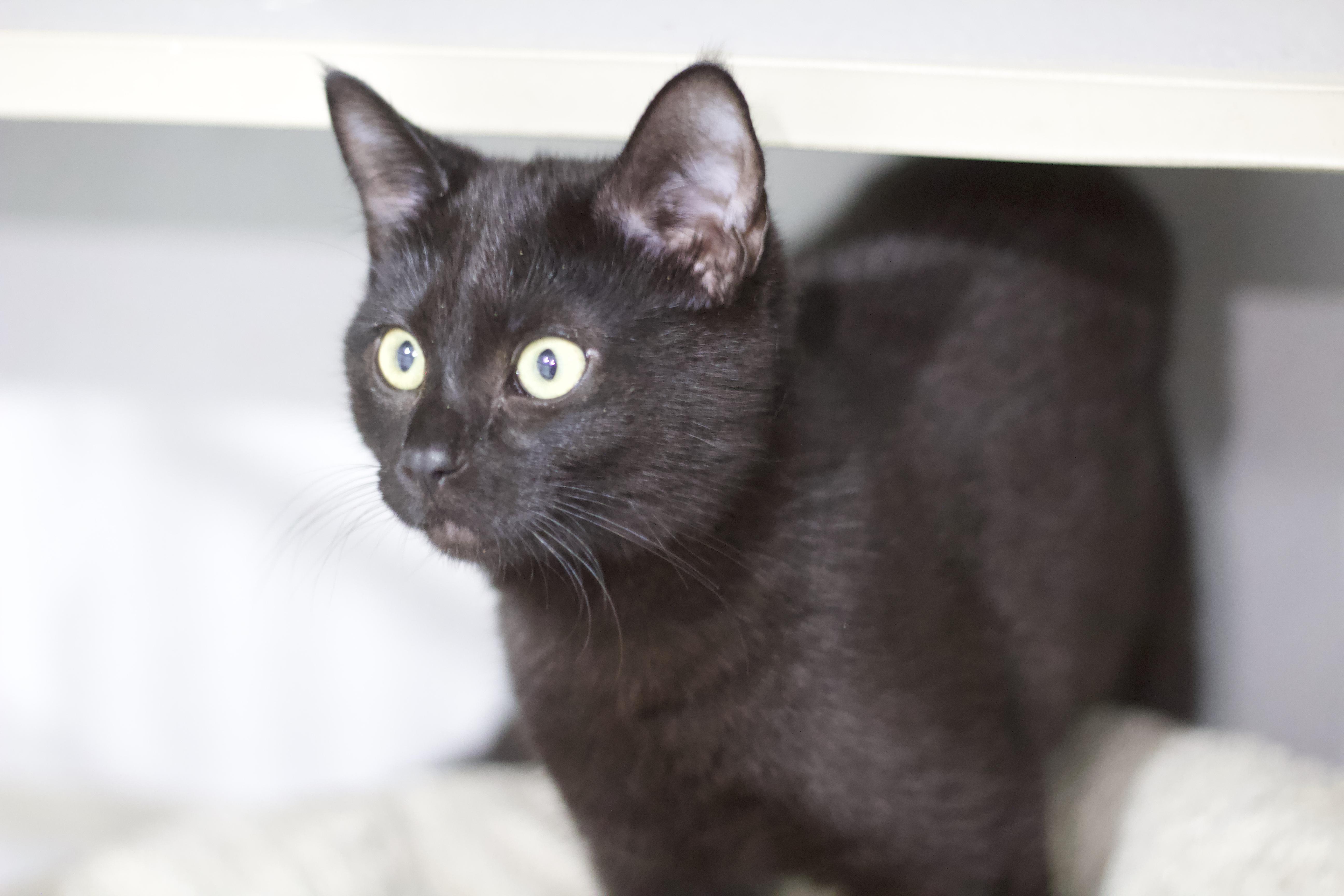 Airhead, Adoptable, Kitten Female Domestic Short Hair.