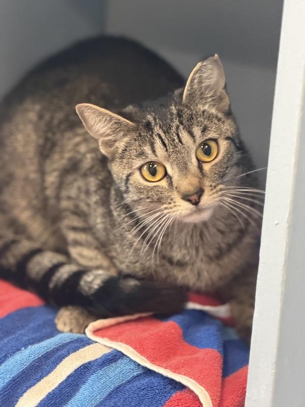 Enlarge Can-Can, a Adoptable mixed breed in Stratham, NH image 1/1